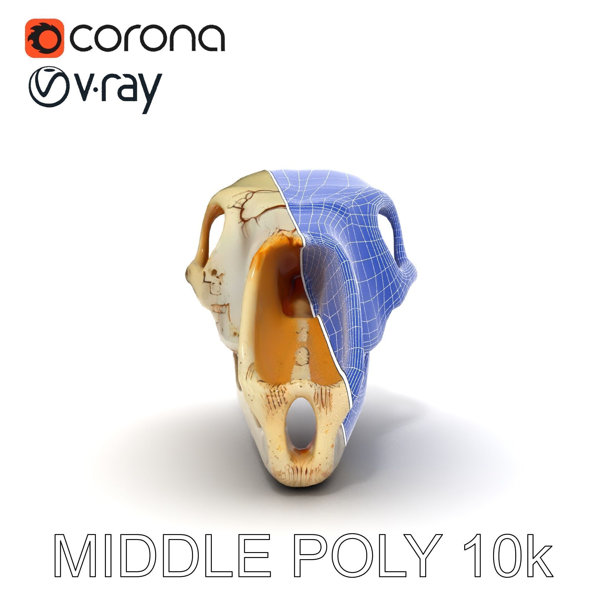 Realistic Animal Skull D Model Pack Low-poly 3D model_12