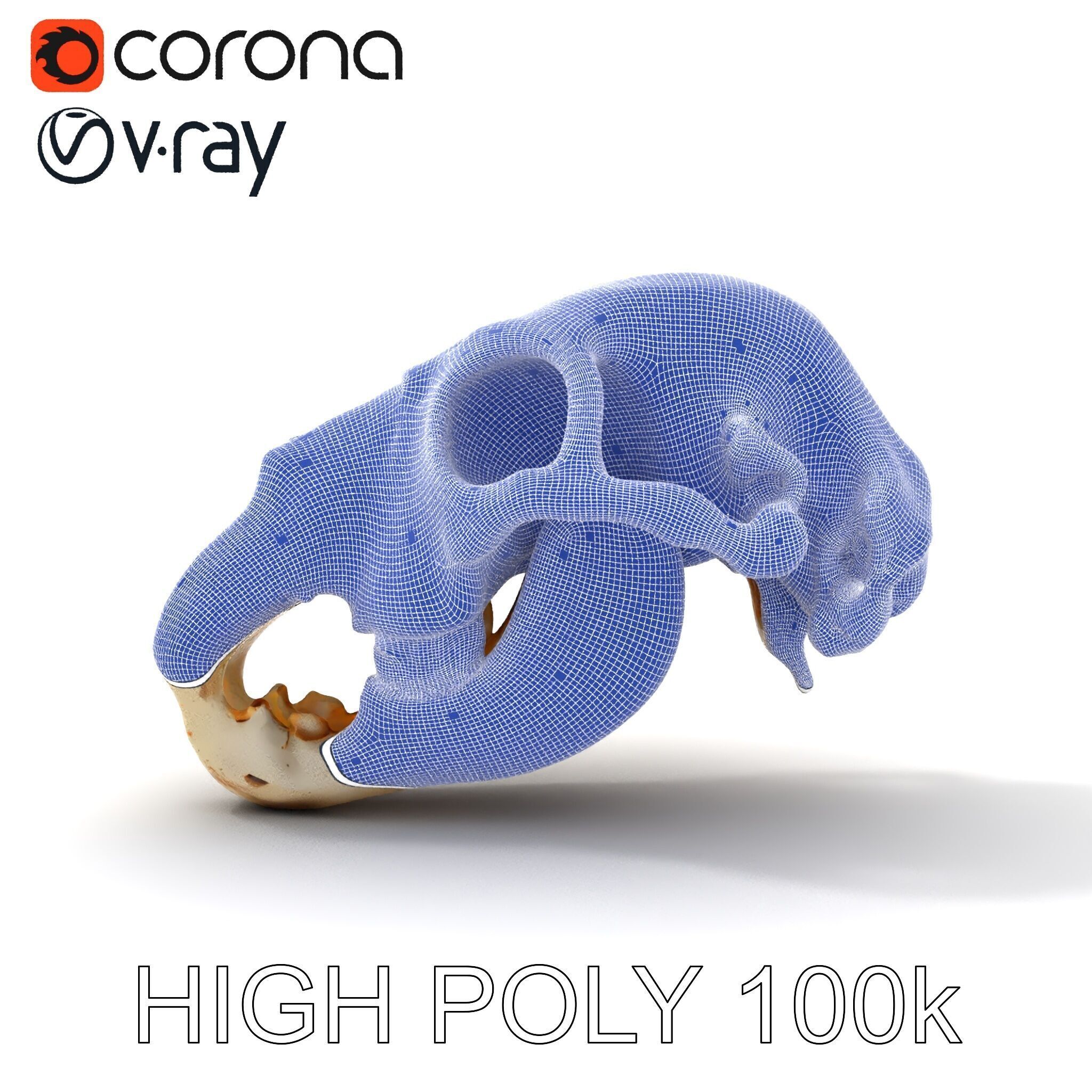 Realistic Animal Skull D Model Pack Low-poly 3D model_17