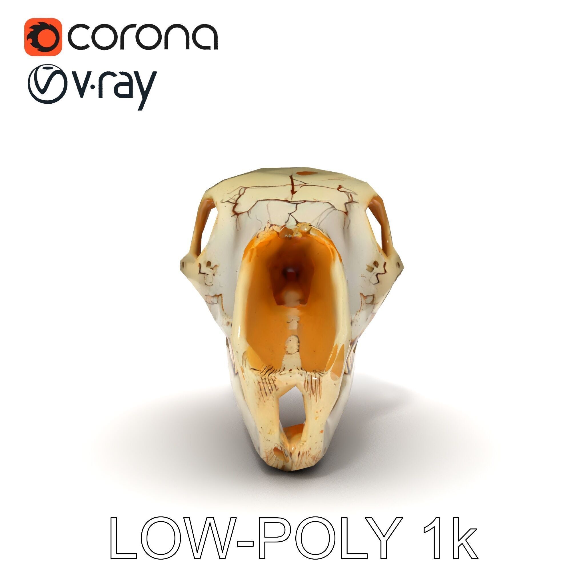 Realistic Animal Skull D Model Pack Low-poly 3D model_7