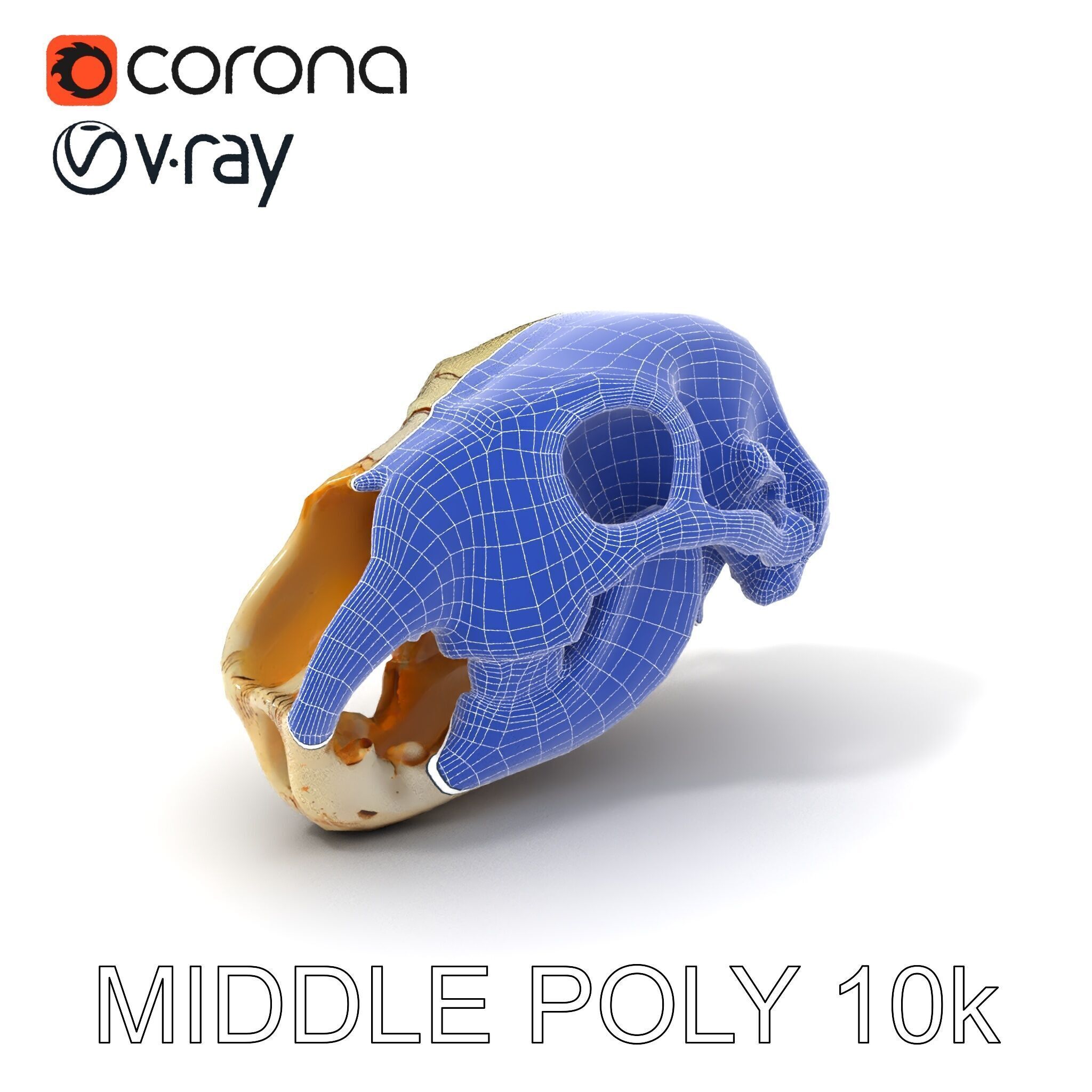 Realistic Animal Skull D Model Pack Low-poly 3D model_6
