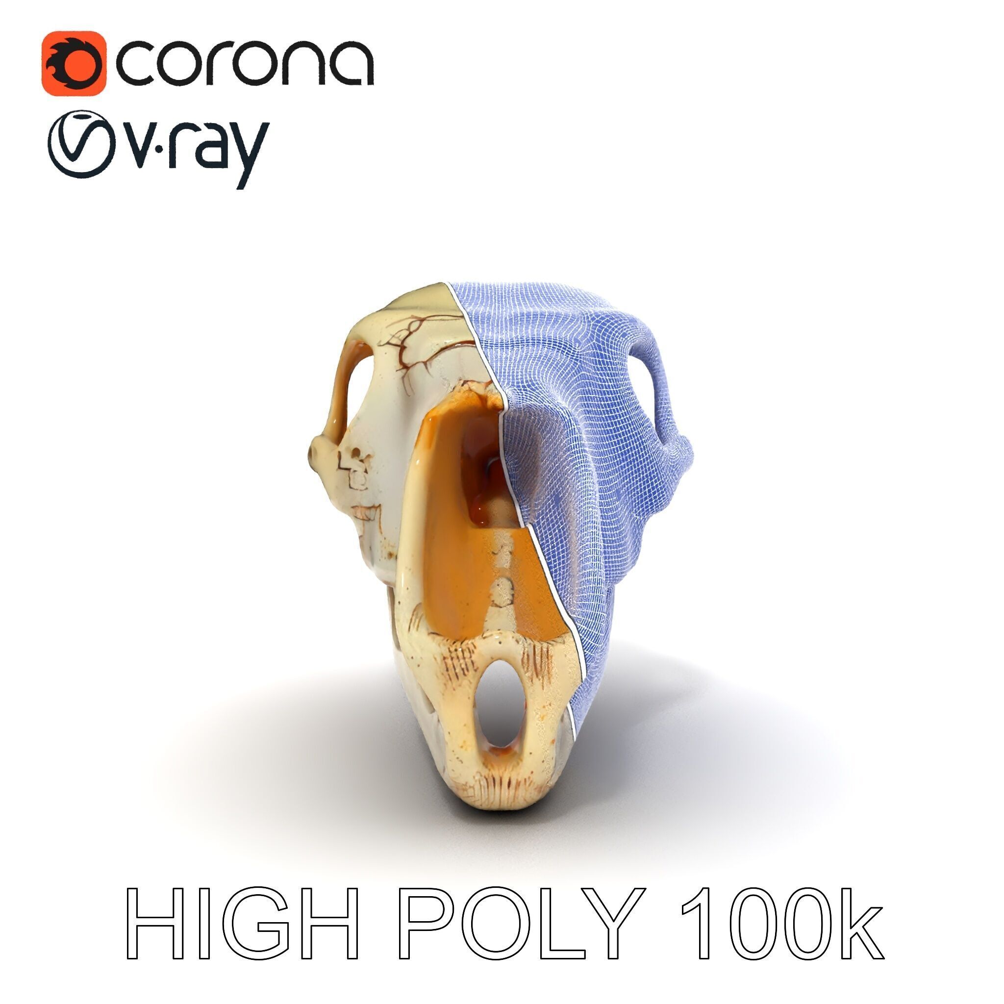 Realistic Animal Skull D Model Pack Low-poly 3D model_11