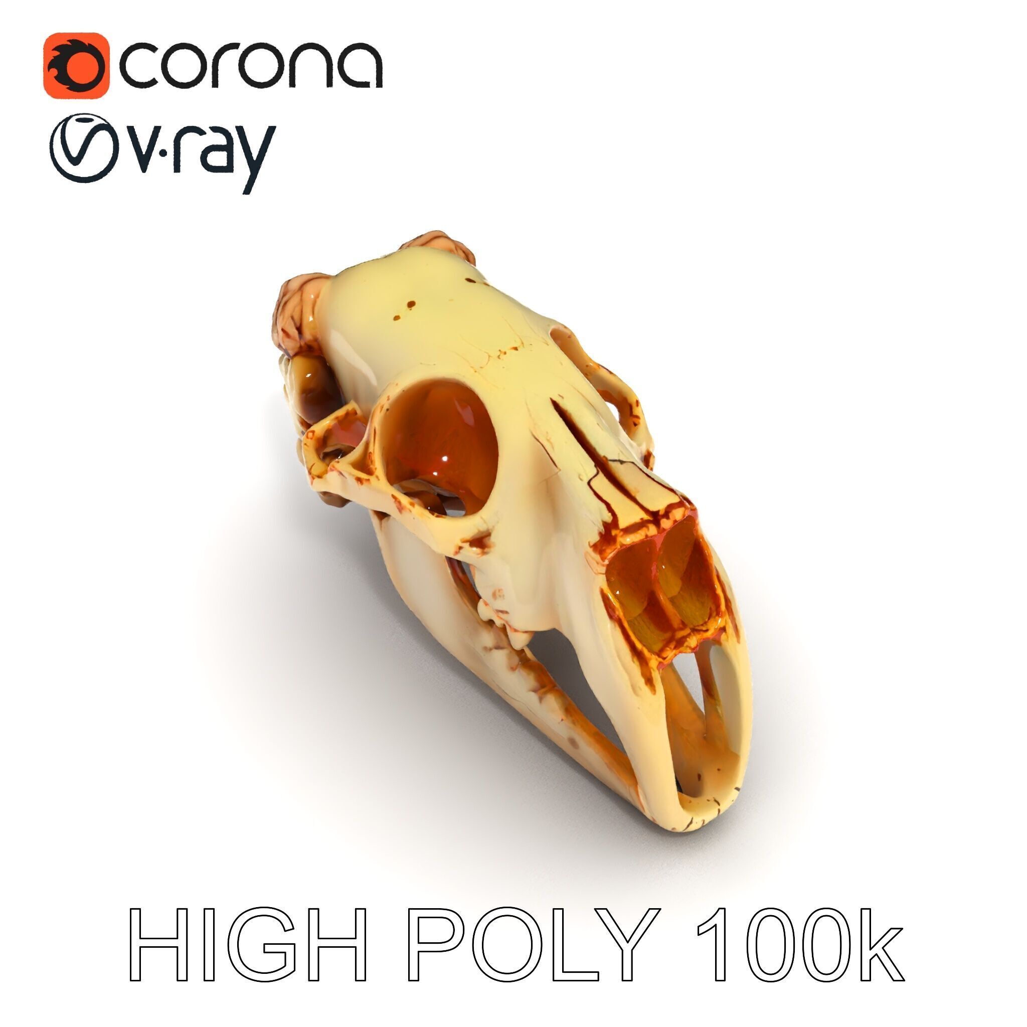 Realistic Animal Skull Model Pack for Educational and Artisti... Low-poly 3D model_26