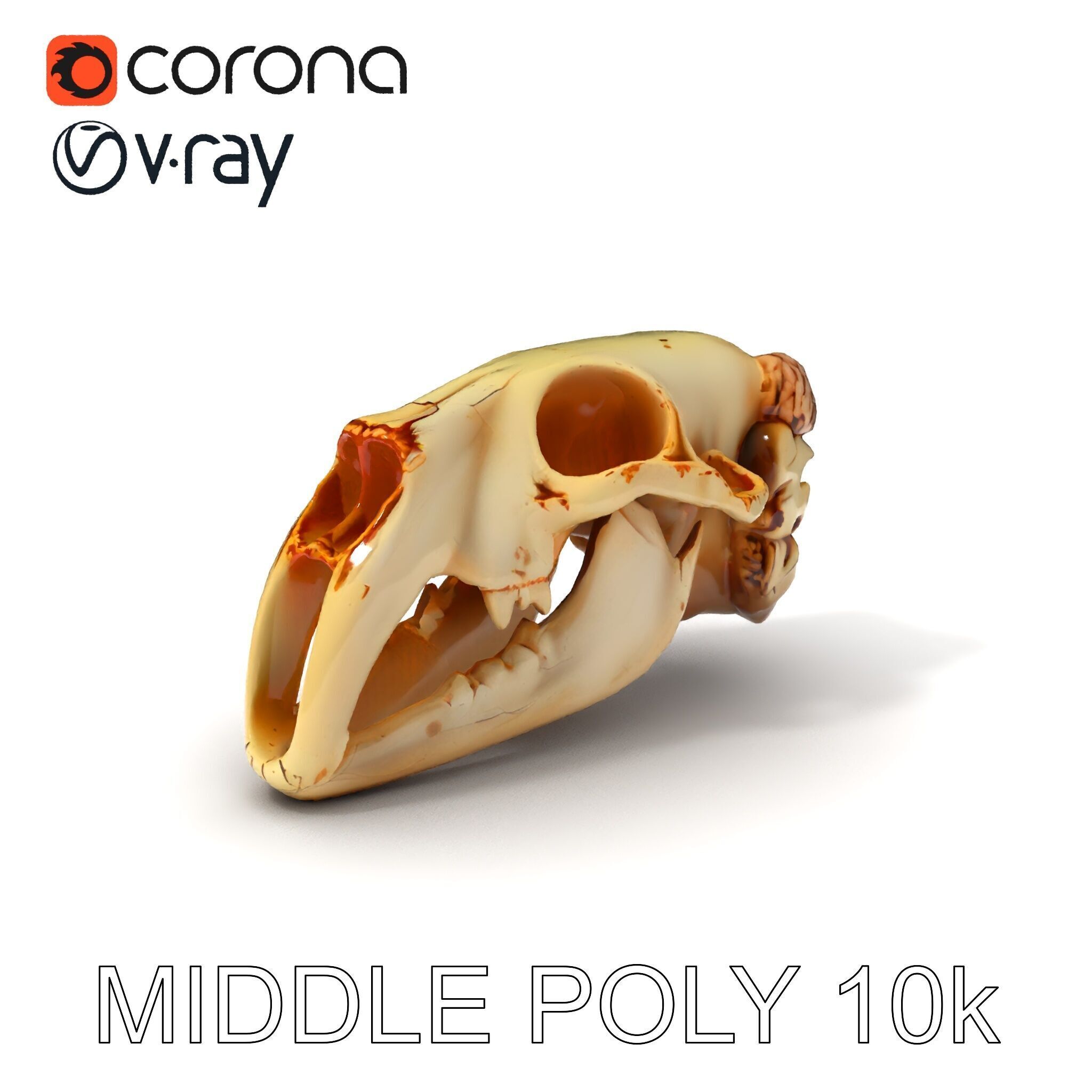 Realistic Animal Skull Model Pack for Educational and Artisti... Low-poly 3D model_18