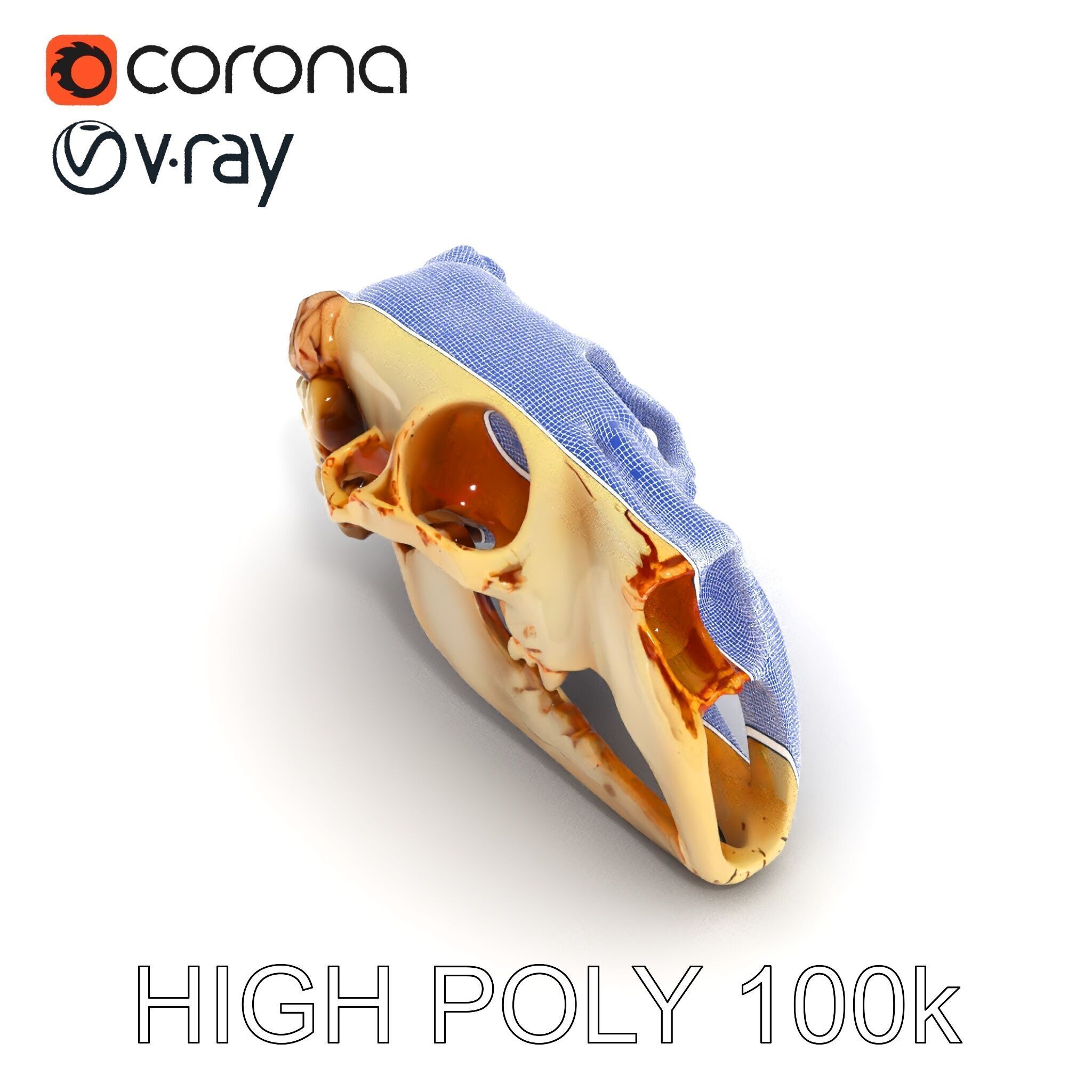 Realistic Animal Skull Model Pack for Educational and Artisti... Low-poly 3D model_23