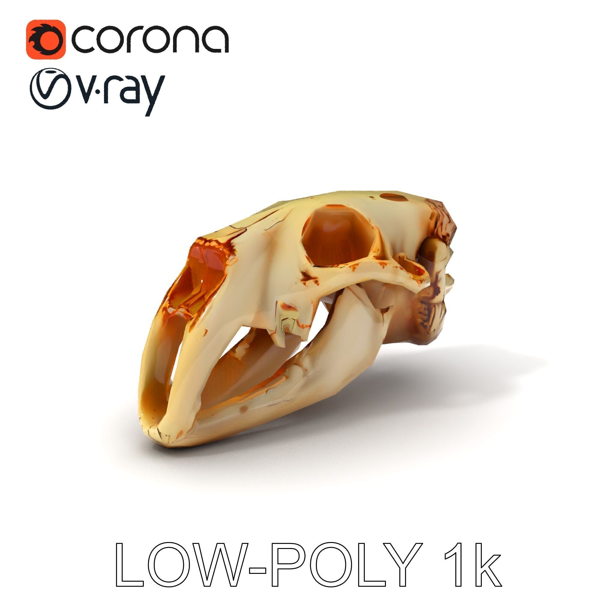 Realistic Animal Skull Model Pack for Educational and Artisti... Low-poly 3D model_34