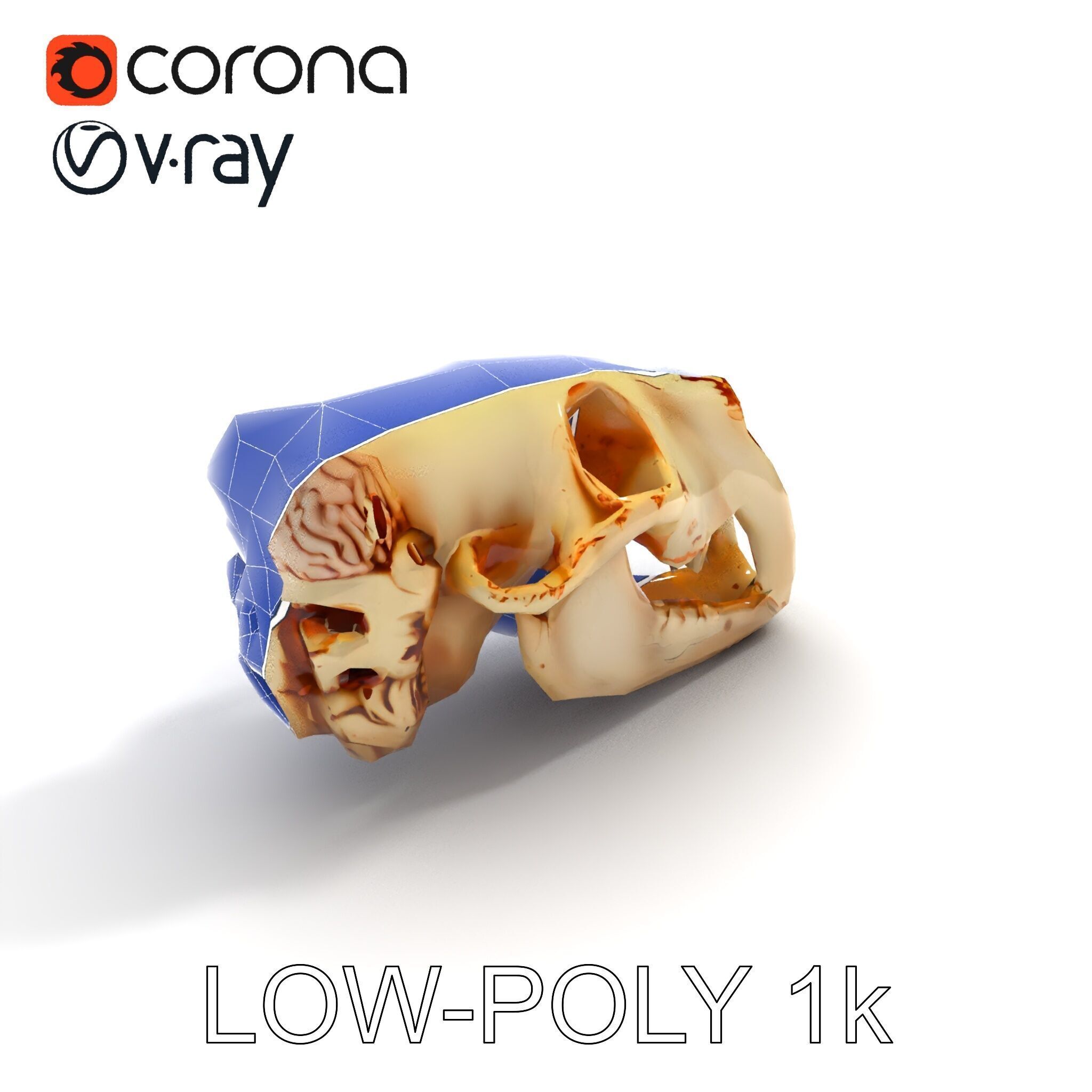 Realistic Animal Skull Model Pack for Educational and Artisti... Low-poly 3D model_17