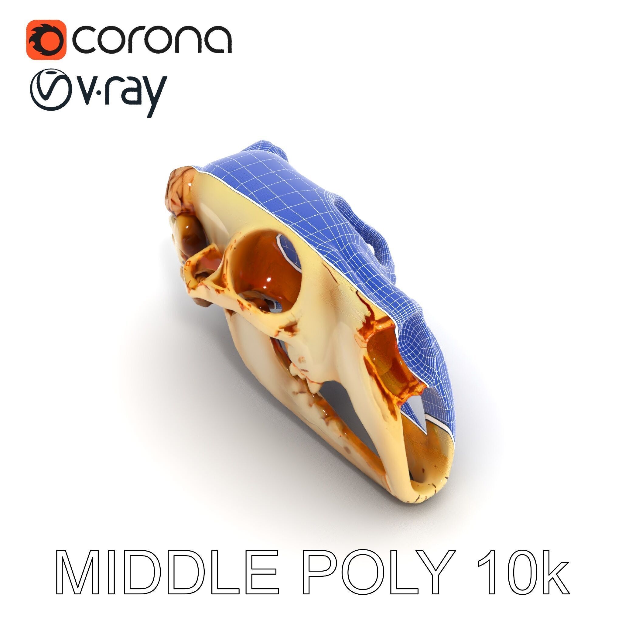 Realistic Animal Skull Model Pack for Educational and Artisti... Low-poly 3D model_30