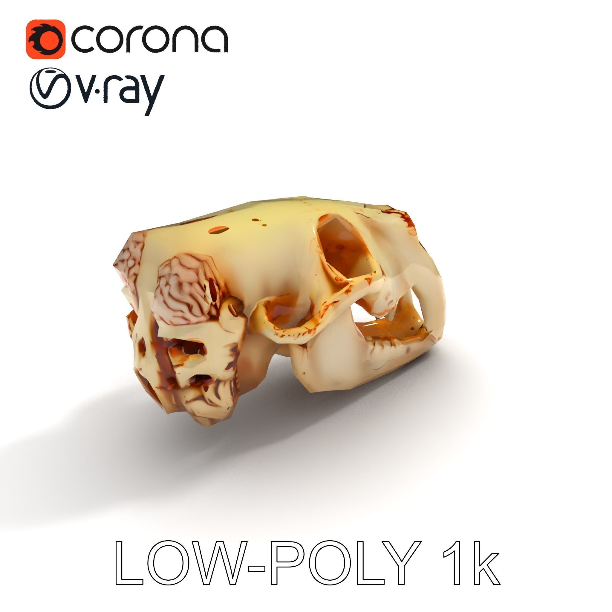 Realistic Animal Skull Model Pack for Educational and Artisti... Low-poly 3D model_15