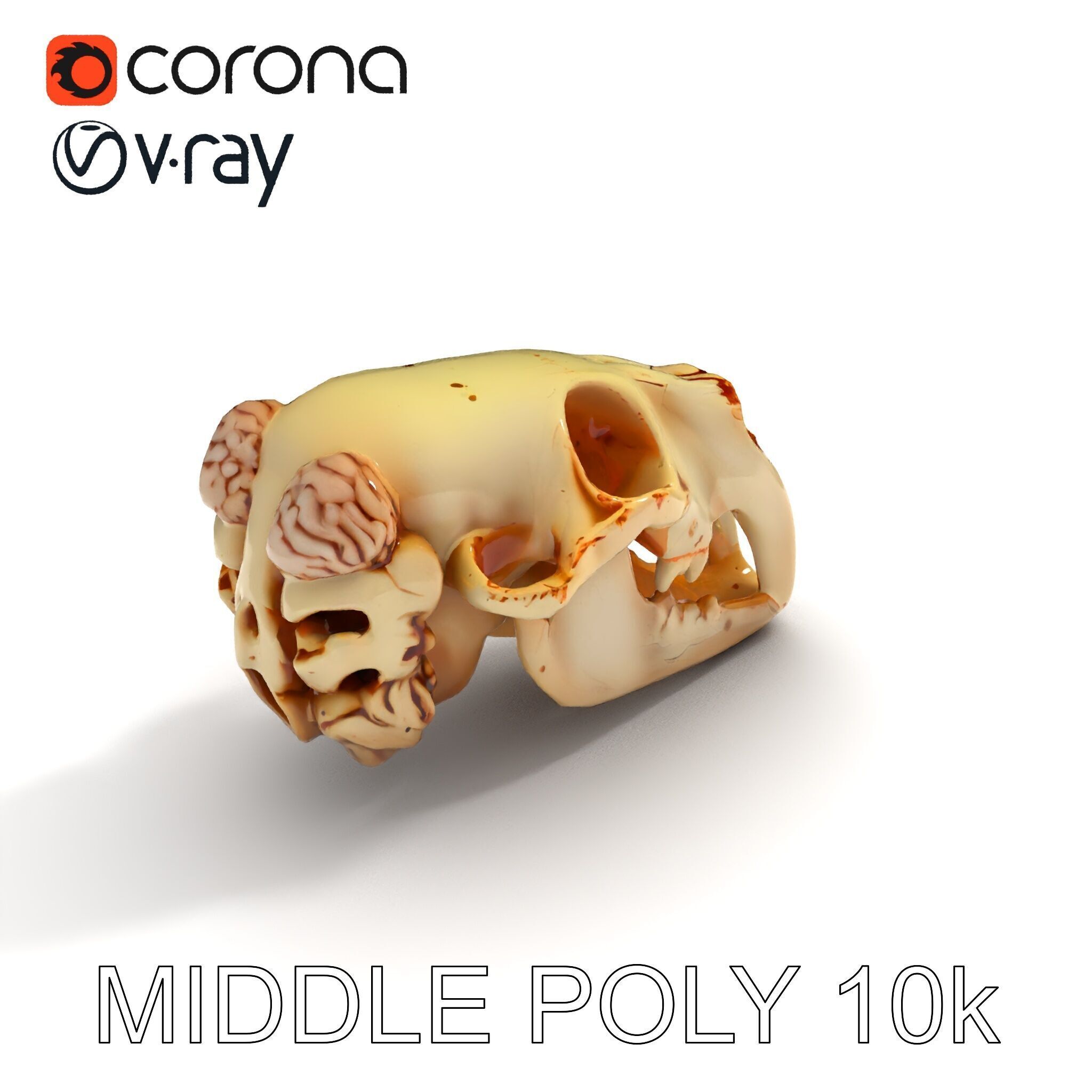 Realistic Animal Skull Model Pack for Educational and Artisti... Low-poly 3D model_21