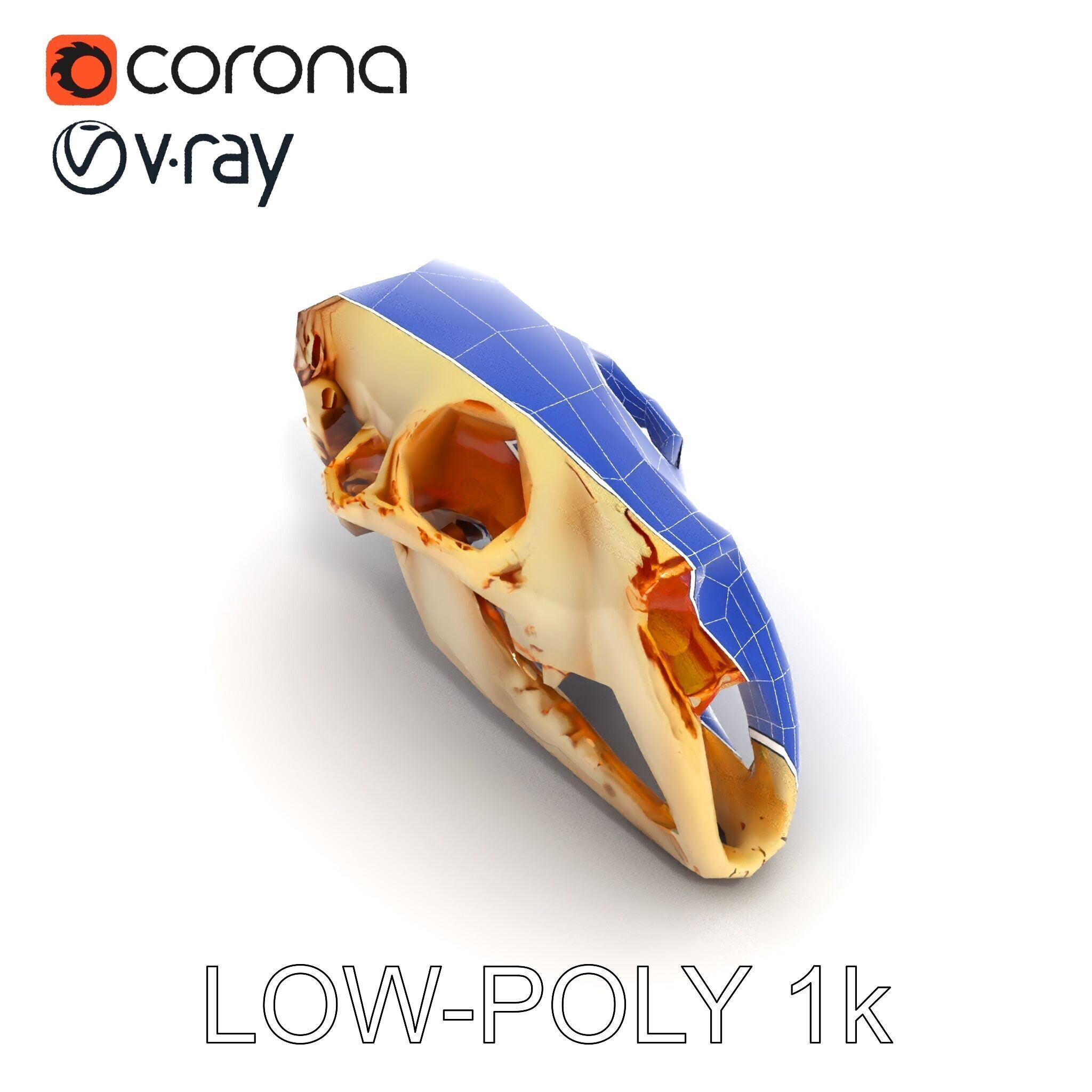 Realistic Animal Skull Model Pack for Educational and Artisti... Low-poly 3D model_28