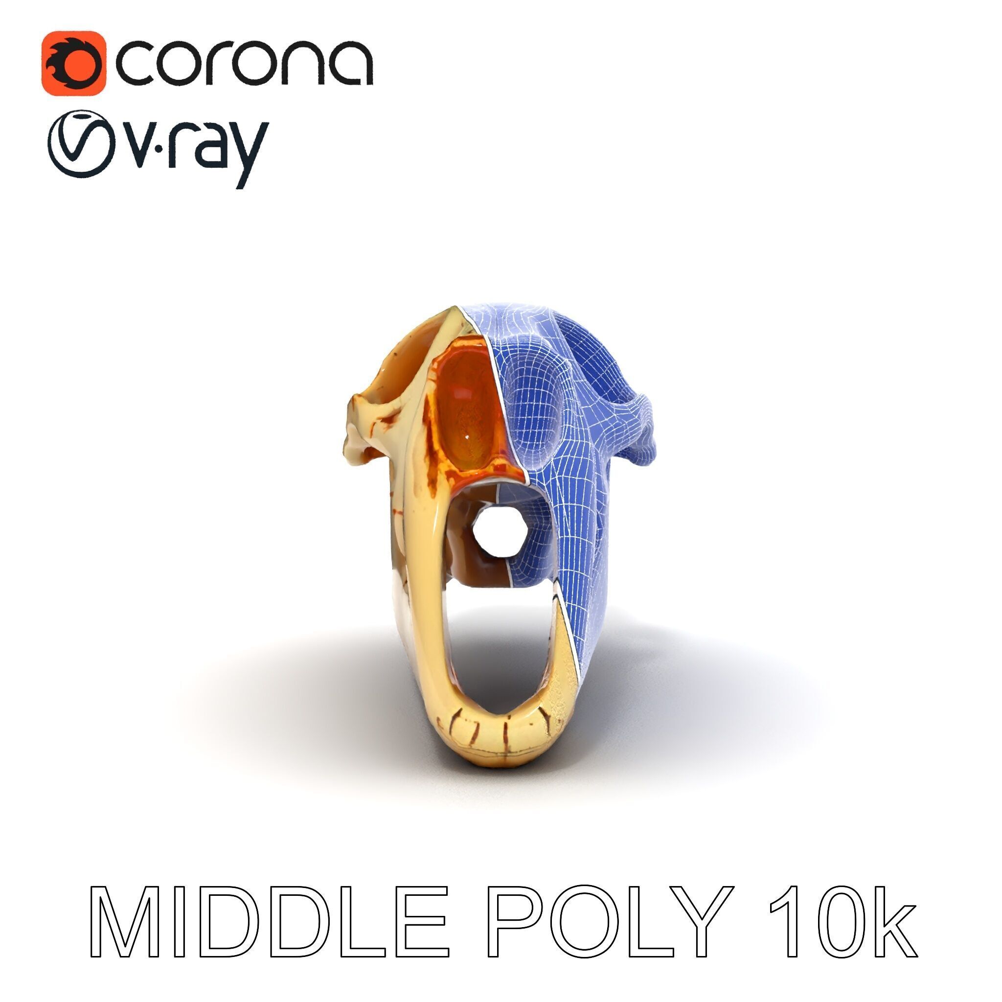 Realistic Animal Skull Model Pack for Educational and Artisti... Low-poly 3D model_27