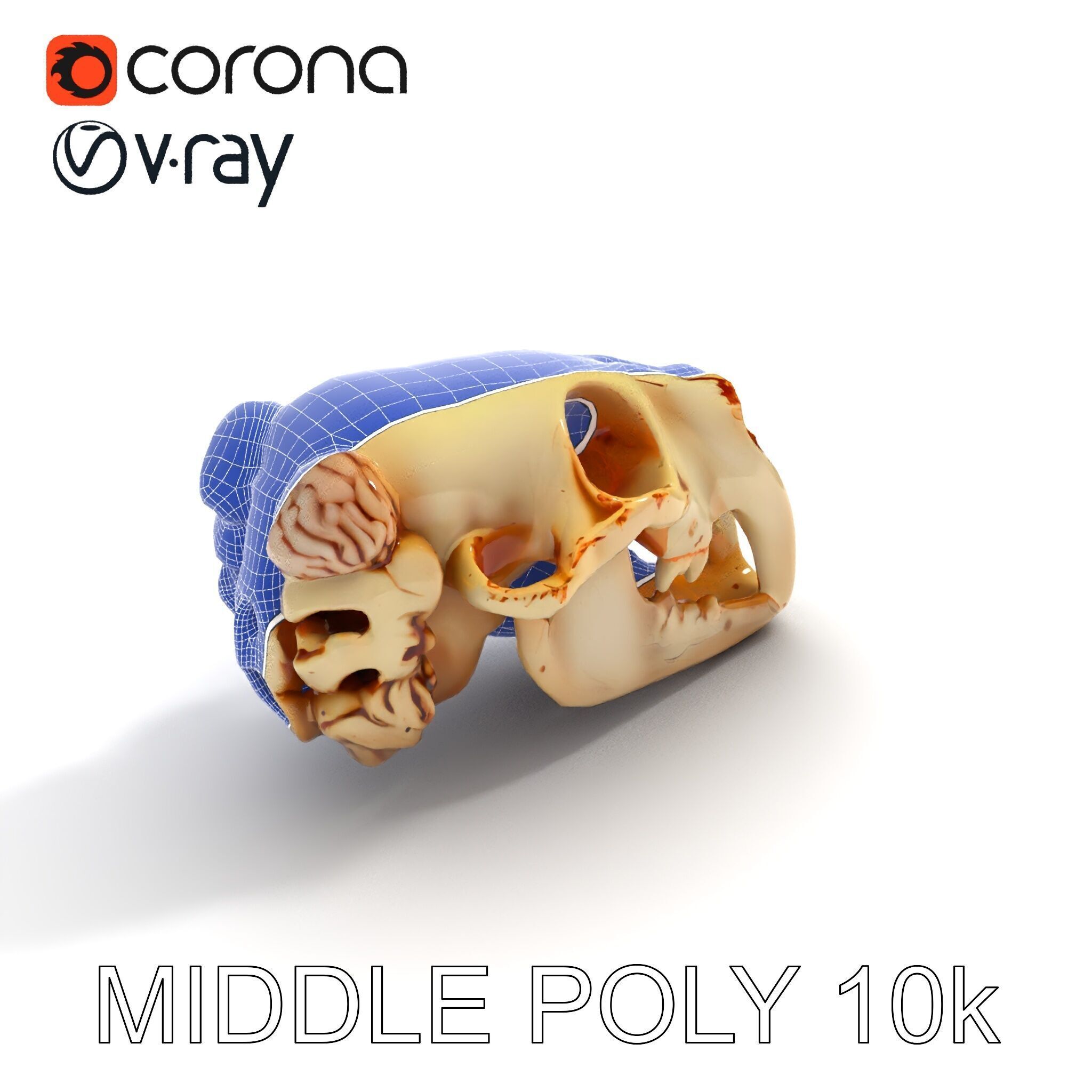 Realistic Animal Skull Model Pack for Educational and Artisti... Low-poly 3D model_33
