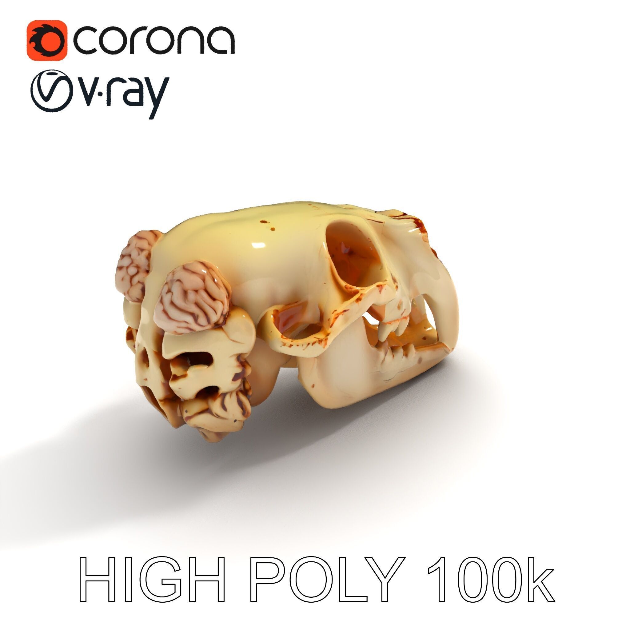 Realistic Animal Skull Model Pack for Educational and Artisti... Low-poly 3D model_13