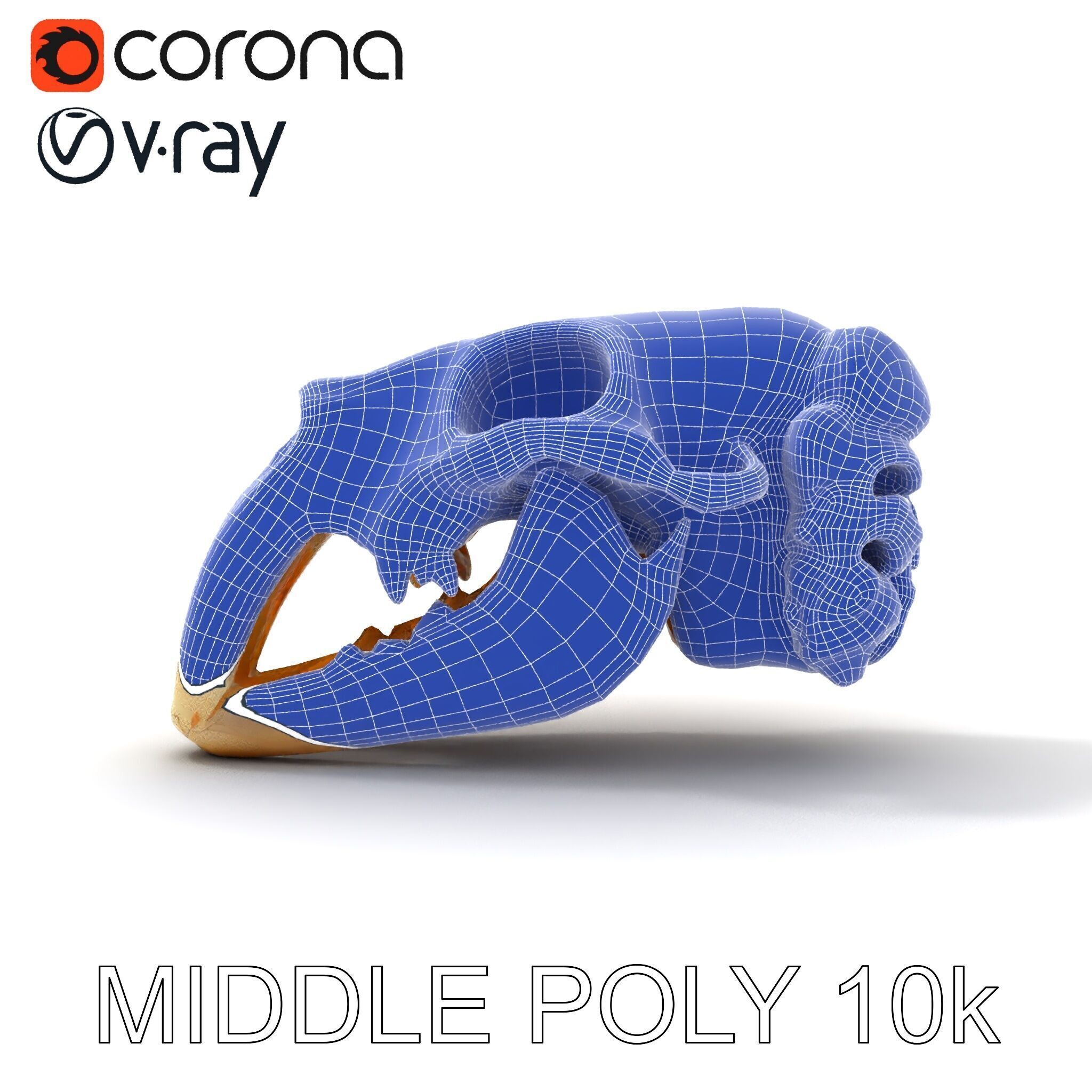 Realistic Animal Skull Model Pack for Educational and Artisti... Low-poly 3D model_9