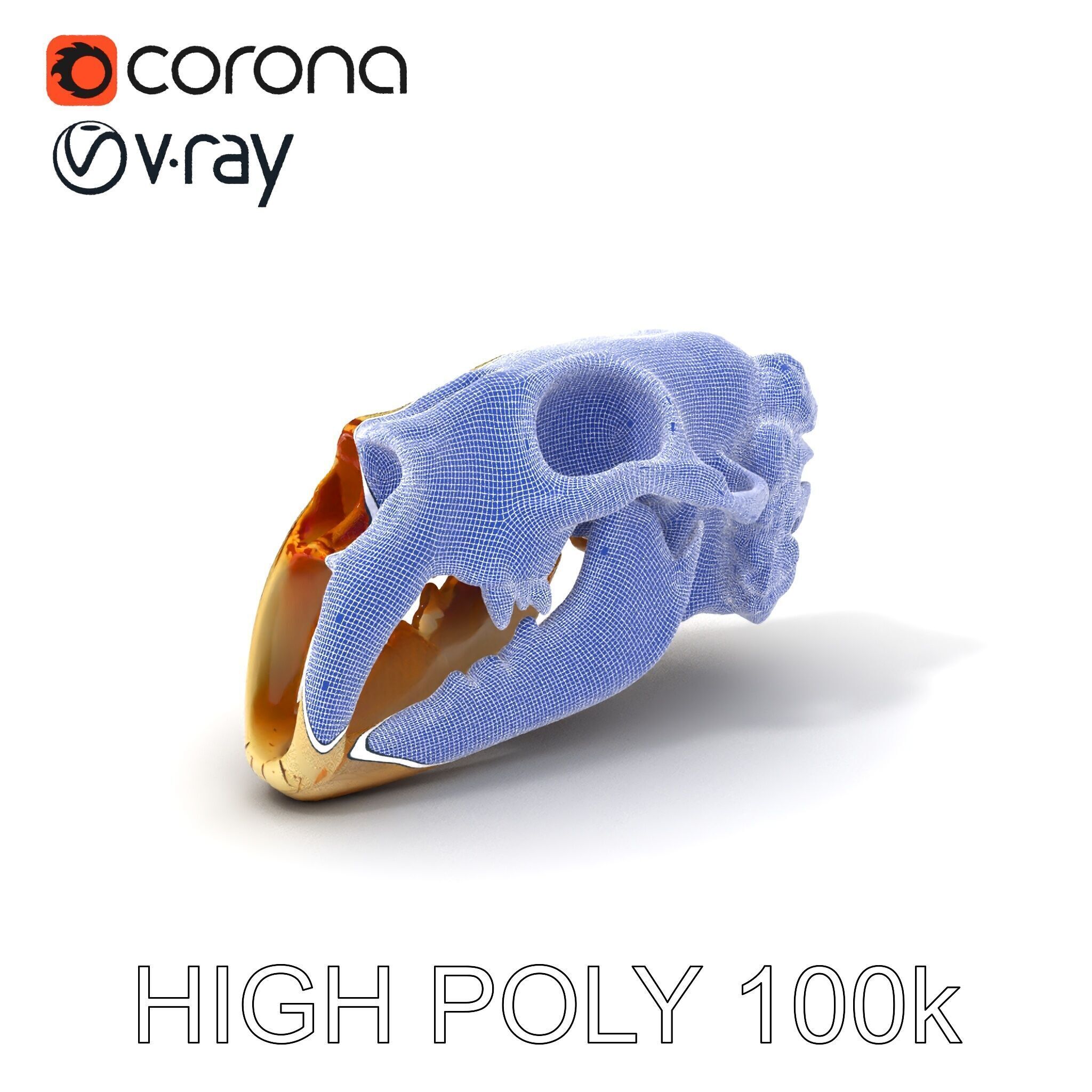 Realistic Animal Skull Model Pack for Educational and Artisti... Low-poly 3D model_4