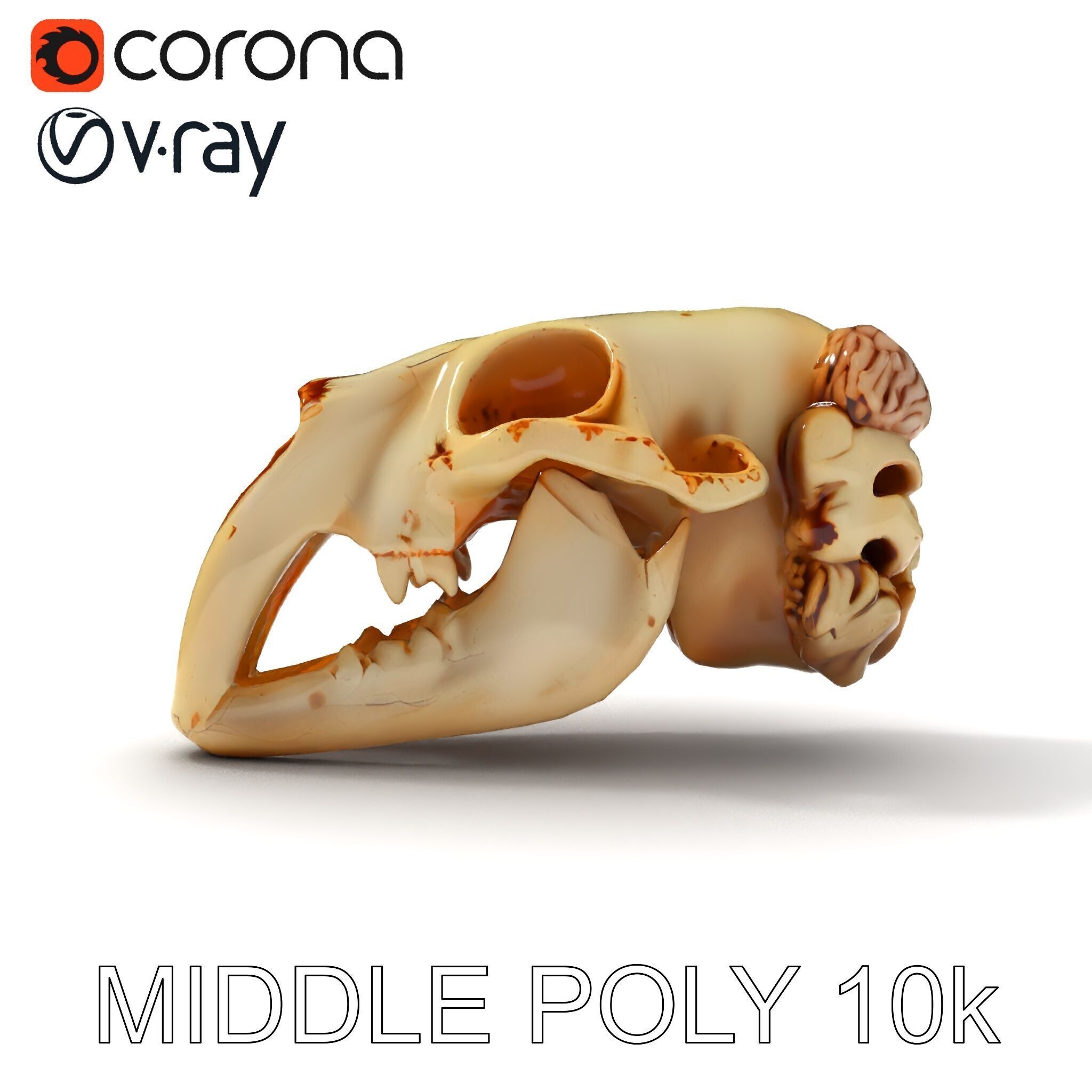 Realistic Animal Skull Model Pack for Educational and Artisti... Low-poly 3D model_16