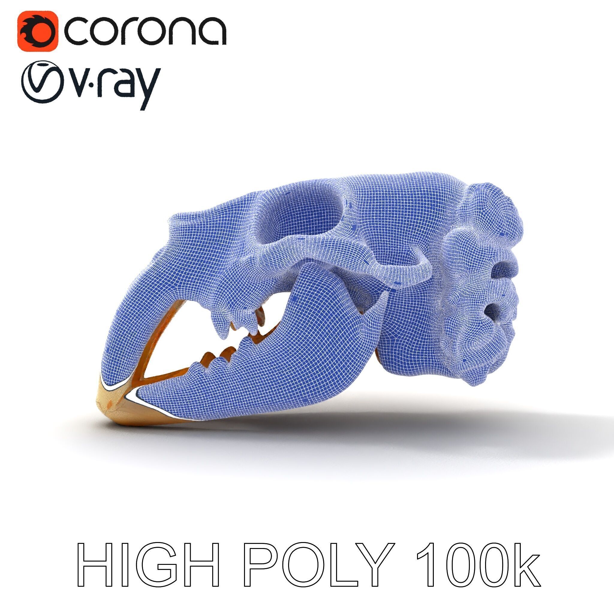 Realistic Animal Skull Model Pack for Educational and Artisti... Low-poly 3D model_8