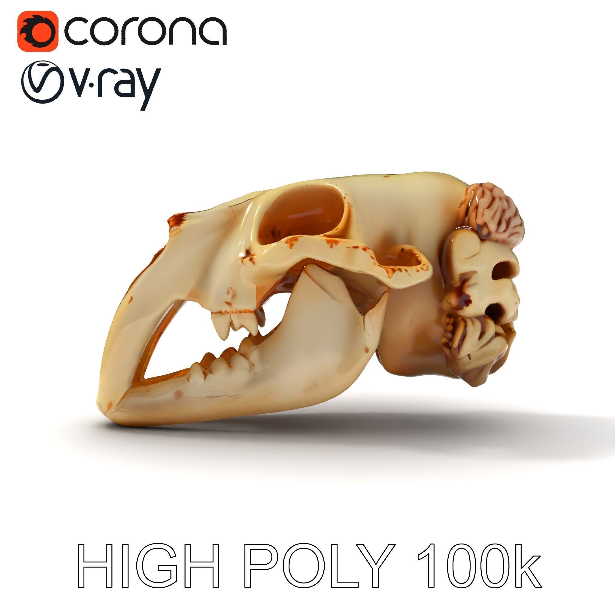 Realistic Animal Skull Model Pack for Educational and Artisti... Low-poly 3D model_32