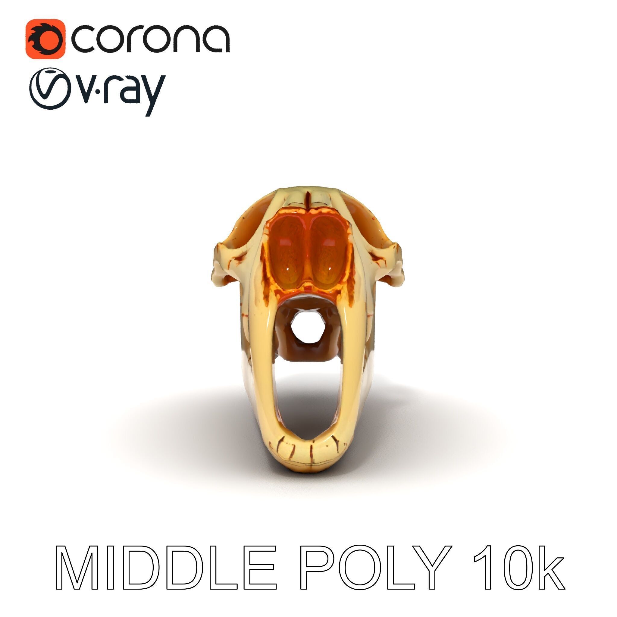 Realistic Animal Skull Model Pack for Educational and Artisti... Low-poly 3D model_6