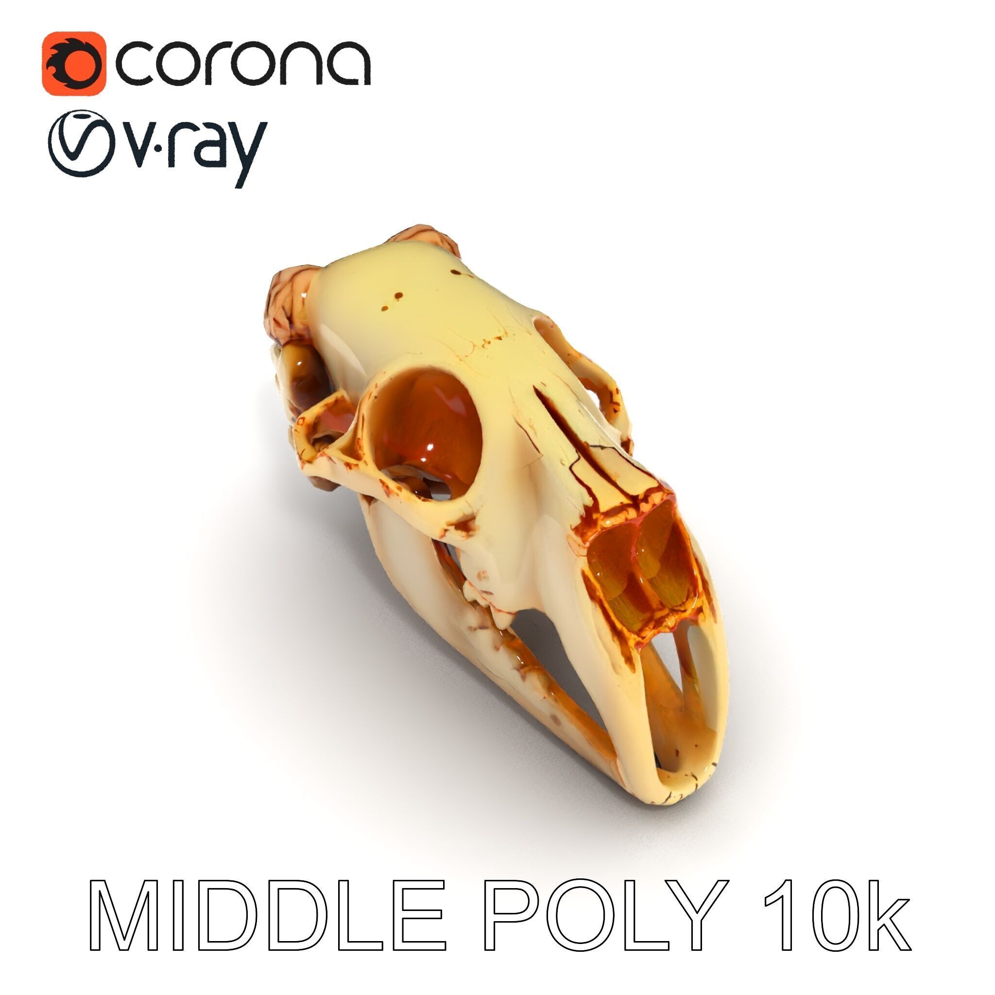 Realistic Animal Skull Model Pack for Educational and Artisti... Low-poly 3D model_14