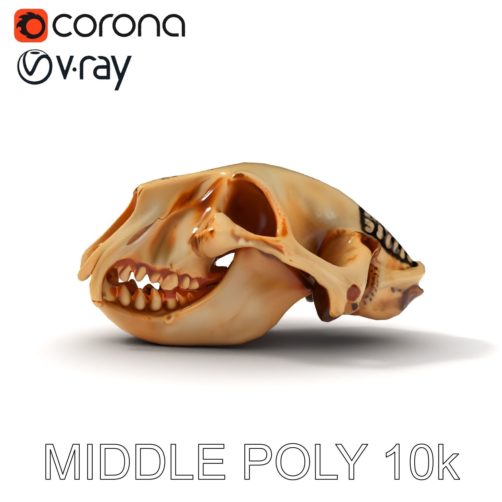 Animal Skull Model Pack for D Environments Low-poly 3D model_6