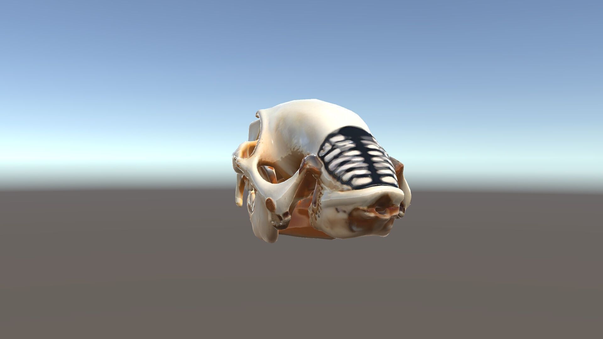 Animal Skull Model Pack for D Environments Low-poly 3D model_13