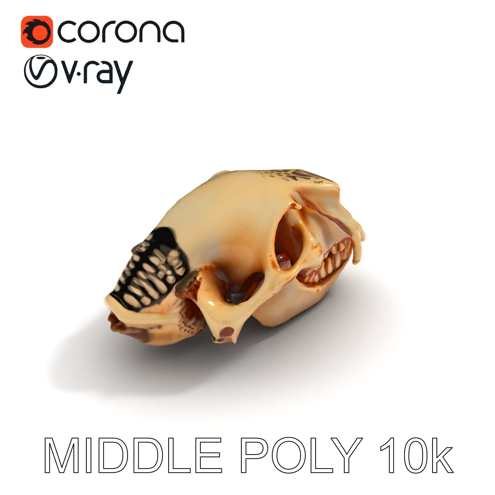 Animal Skull Model Pack for D Environments Low-poly 3D model_24