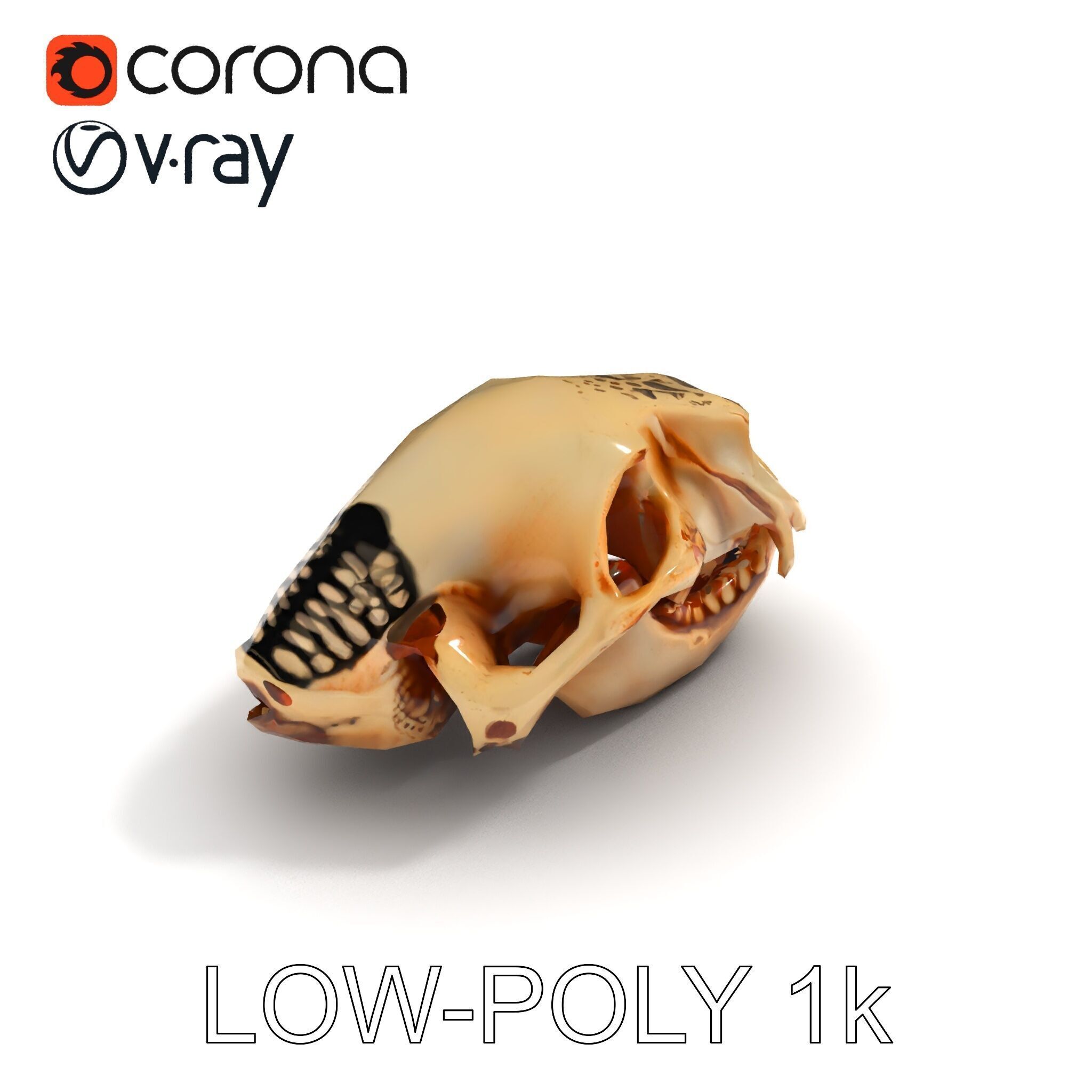 Animal Skull Model Pack for D Environments Low-poly 3D model_28