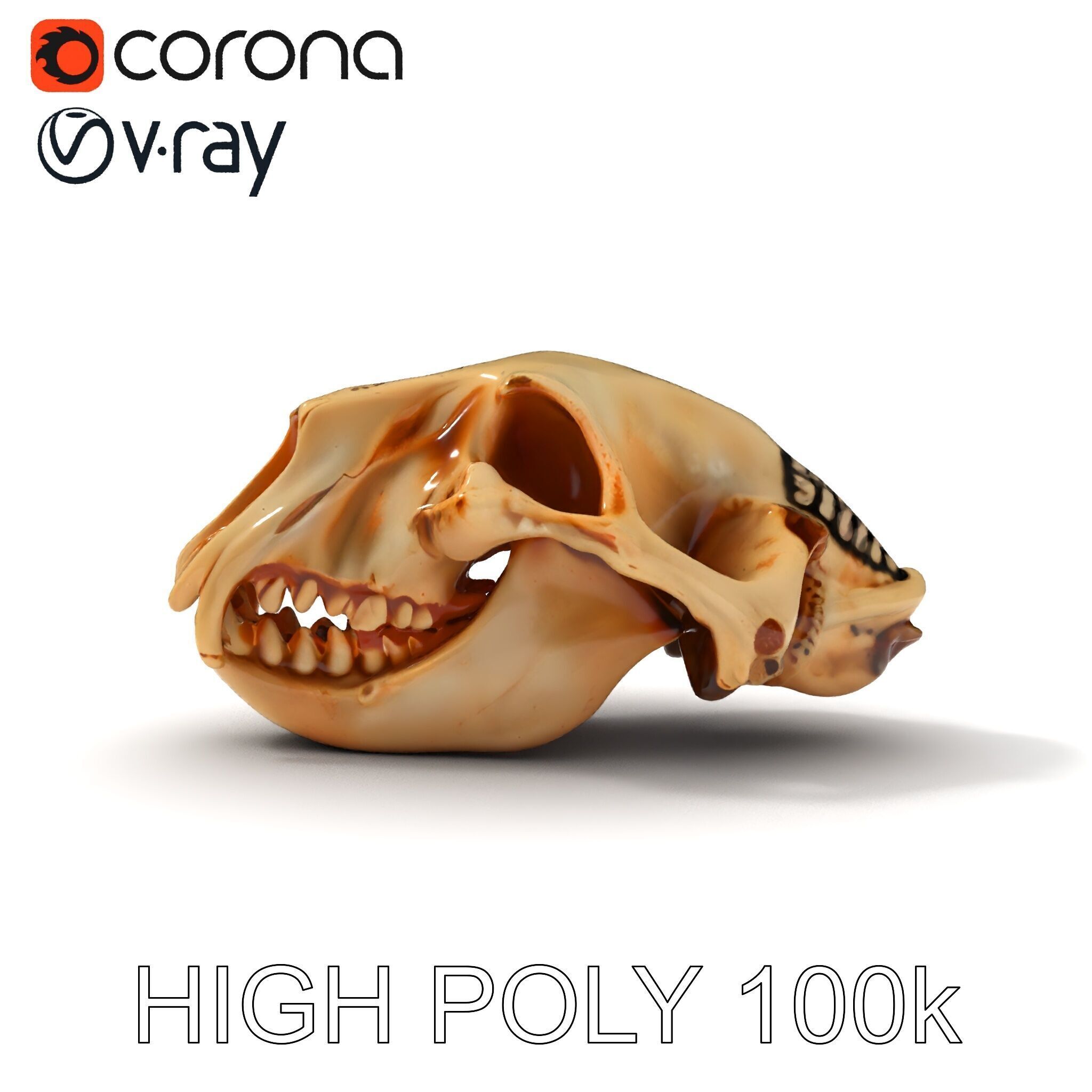 Animal Skull Model Pack for D Environments Low-poly 3D model_10