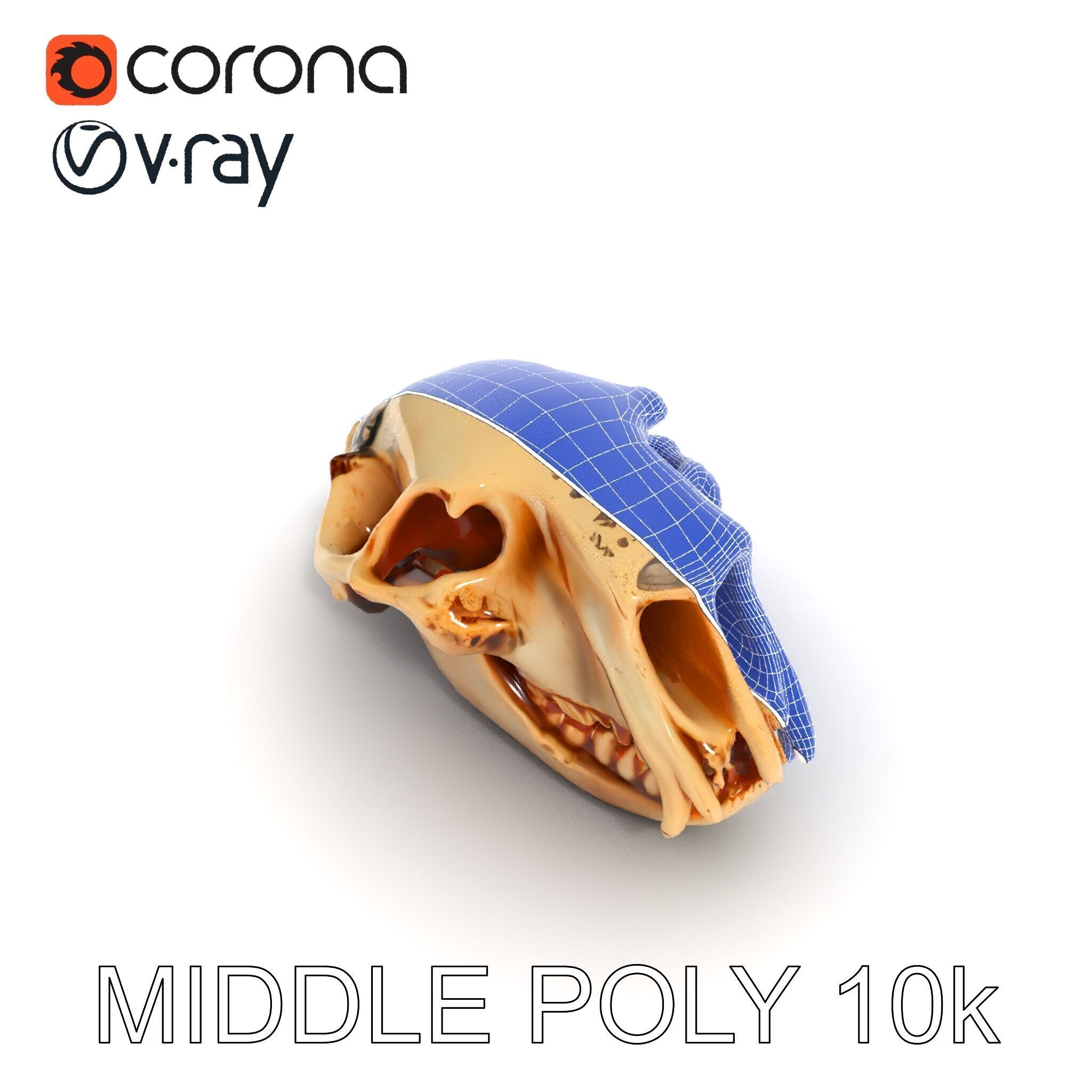 Animal Skull Model Pack for D Environments Low-poly 3D model_22