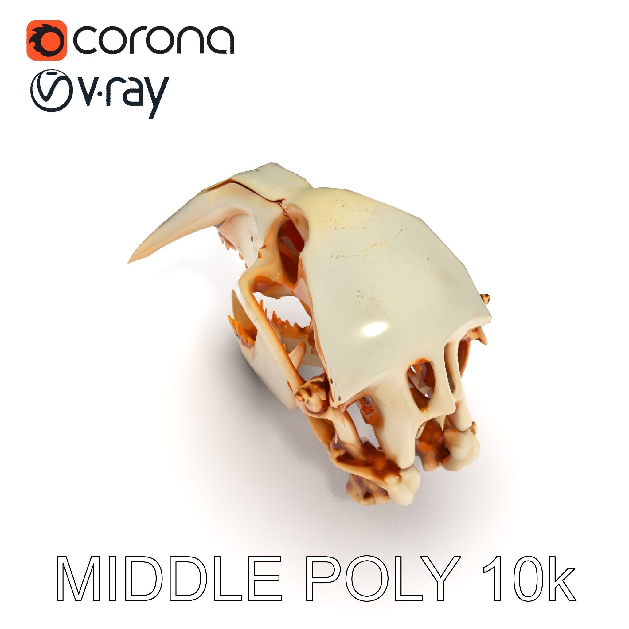 Detailed Animal Skull D Model Pack Low-poly 3D model_6