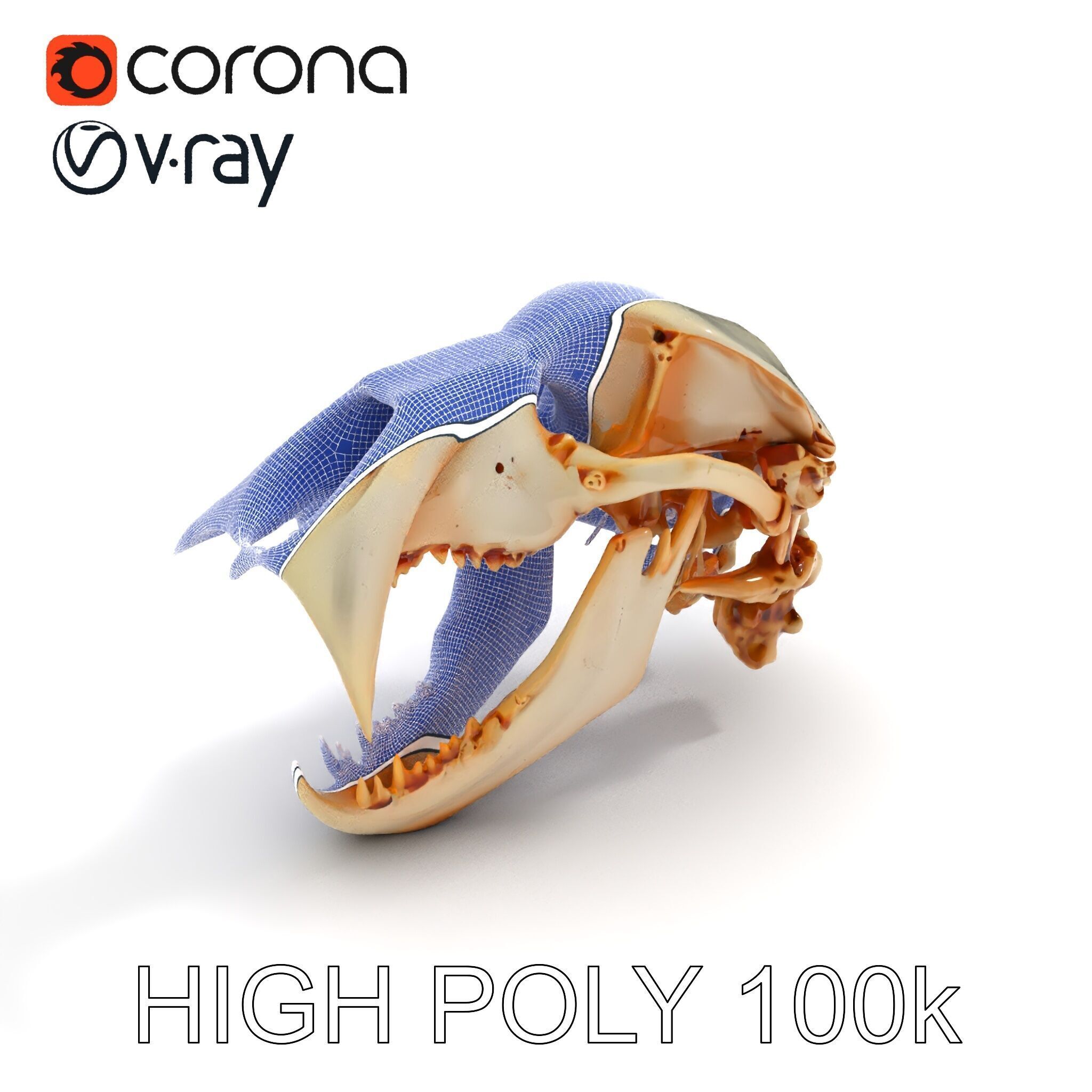 Detailed Animal Skull D Model Pack Low-poly 3D model_35