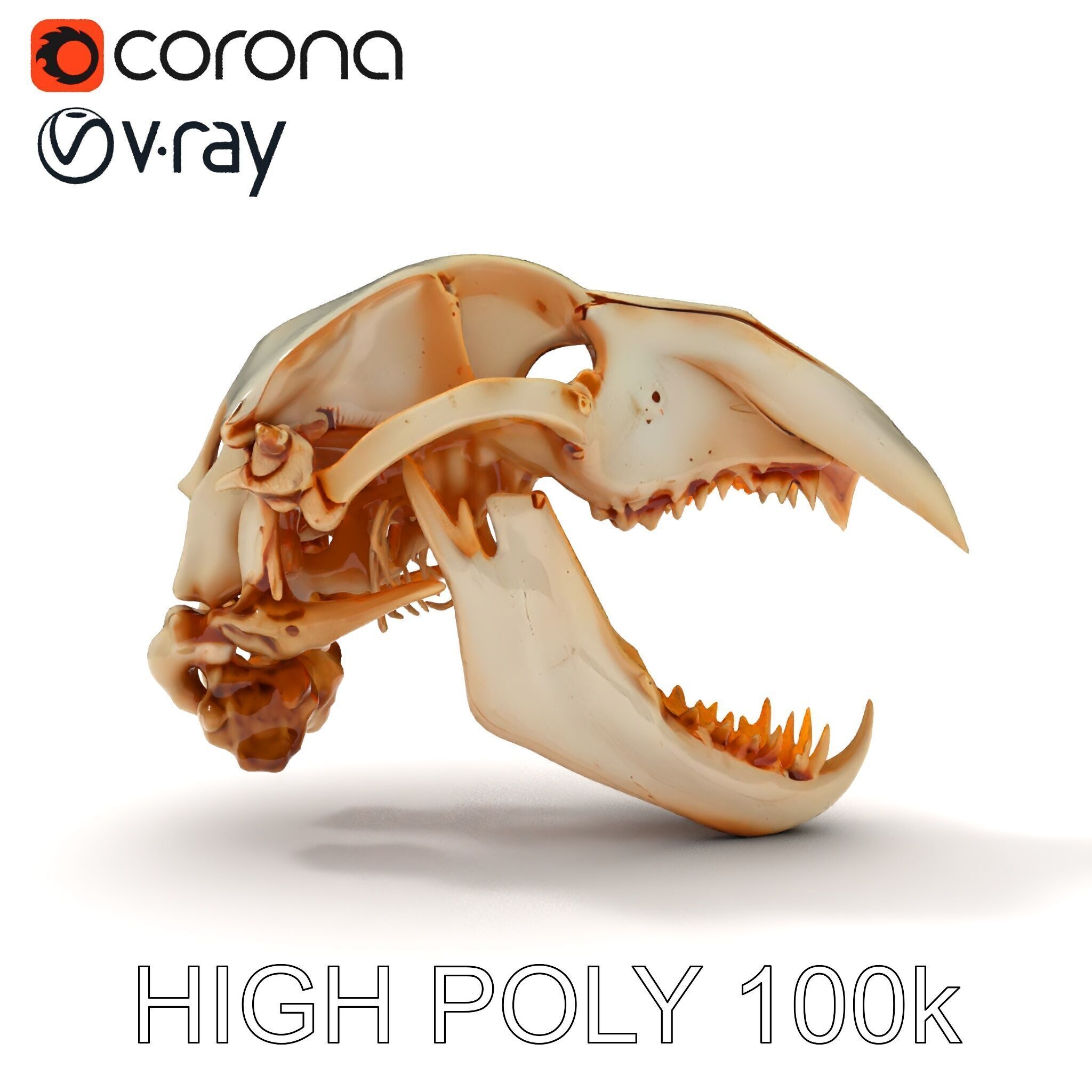 Detailed Animal Skull D Model Pack Low-poly 3D model_31