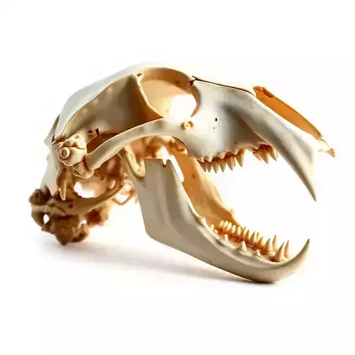 Detailed Animal Skull D Model Pack Low-poly 3D model