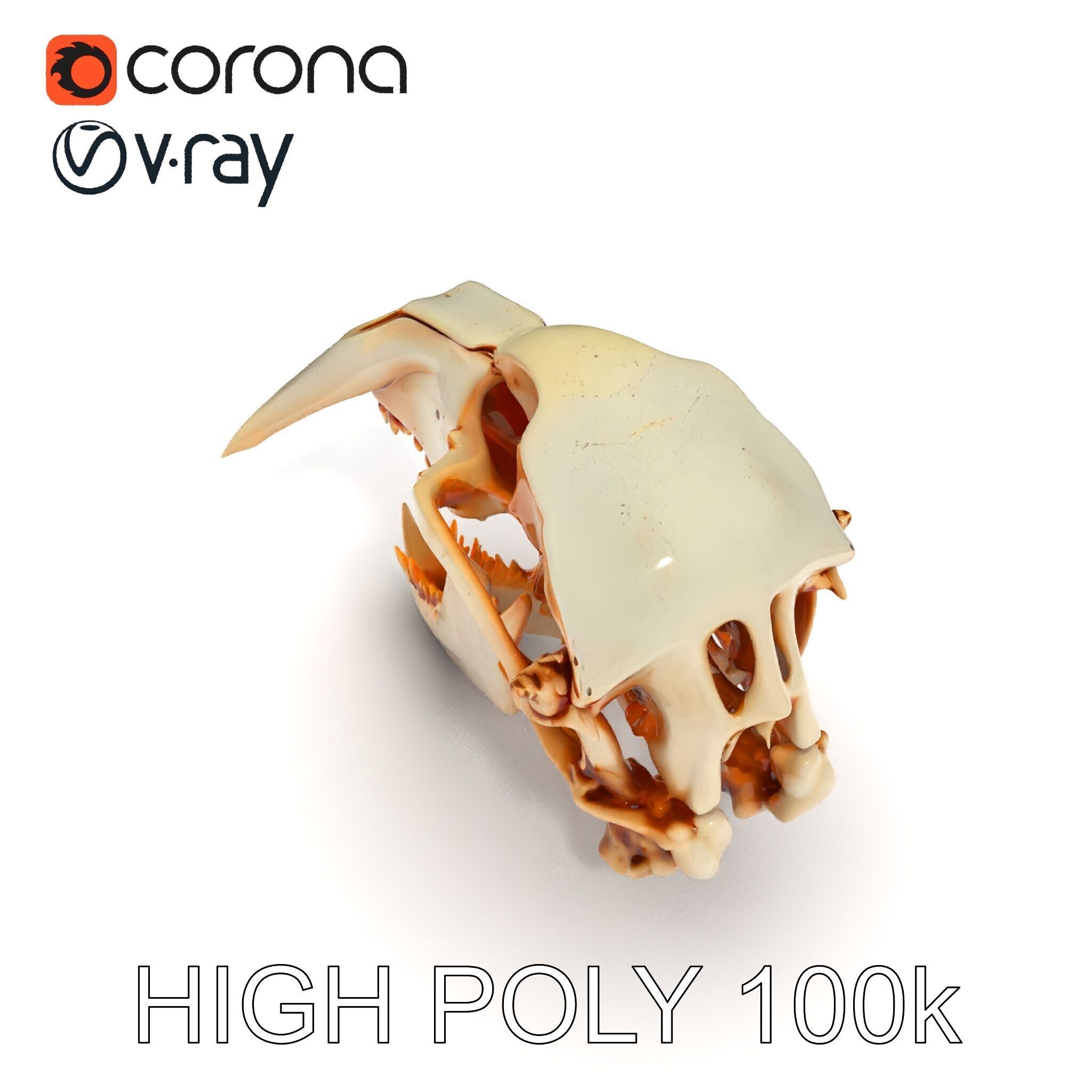 Detailed Animal Skull D Model Pack Low-poly 3D model_23