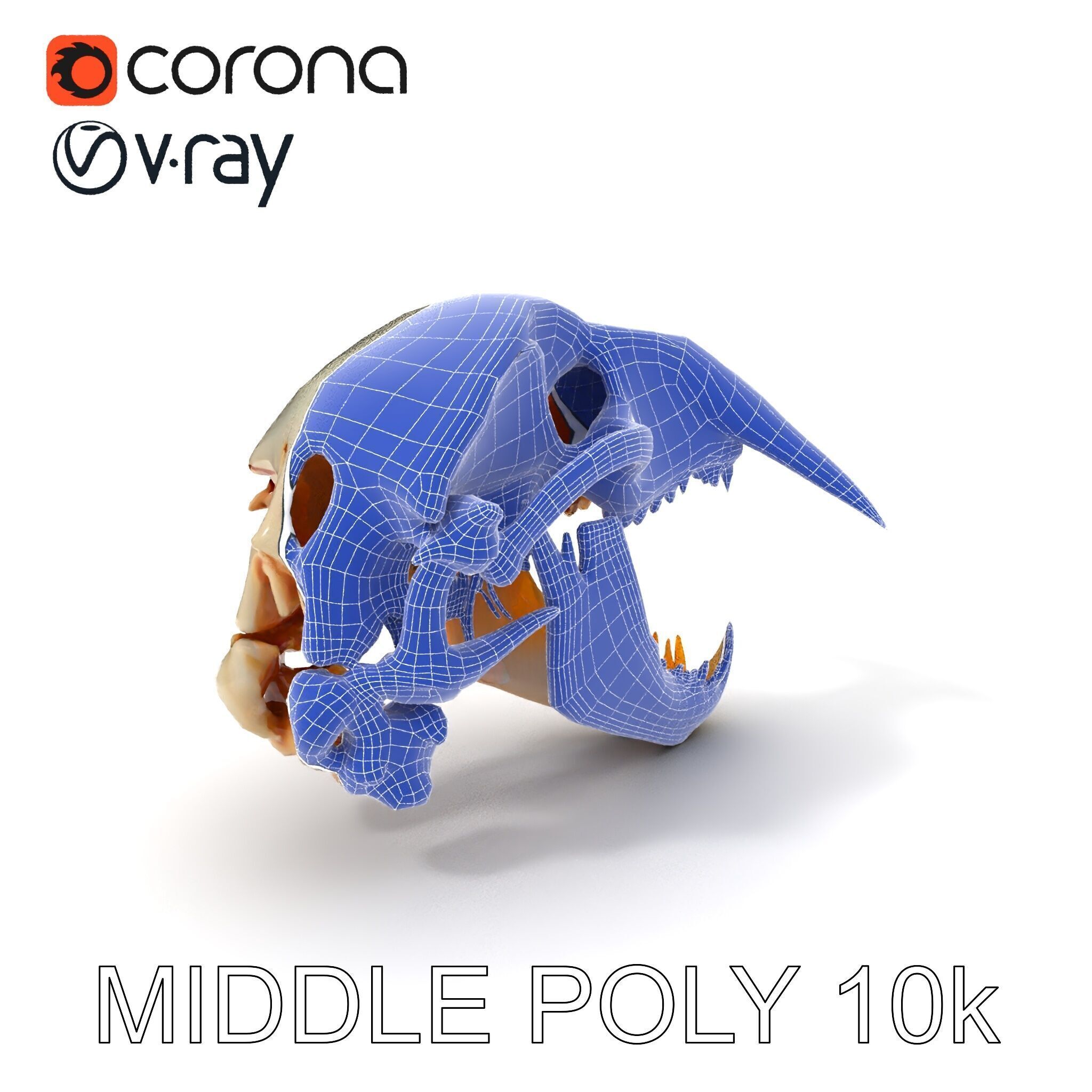 Detailed Animal Skull D Model Pack Low-poly 3D model_24