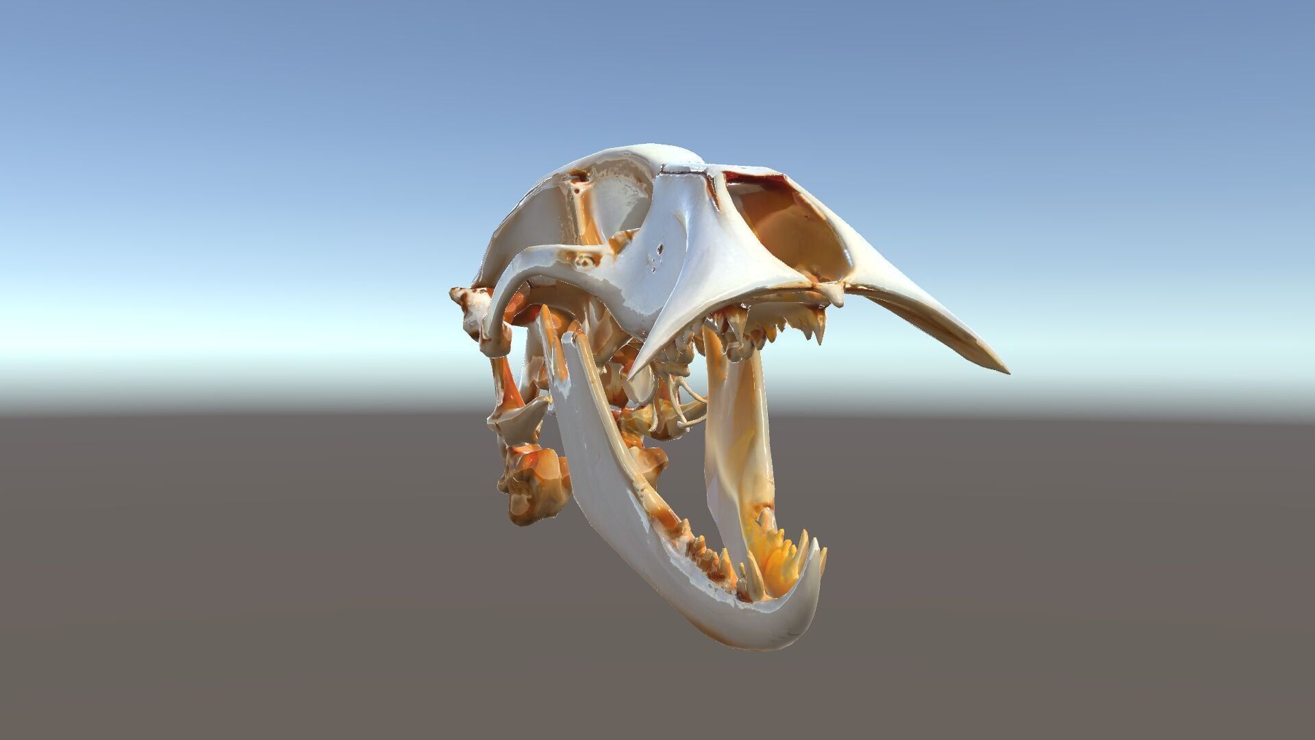 Detailed Animal Skull D Model Pack Low-poly 3D model_27