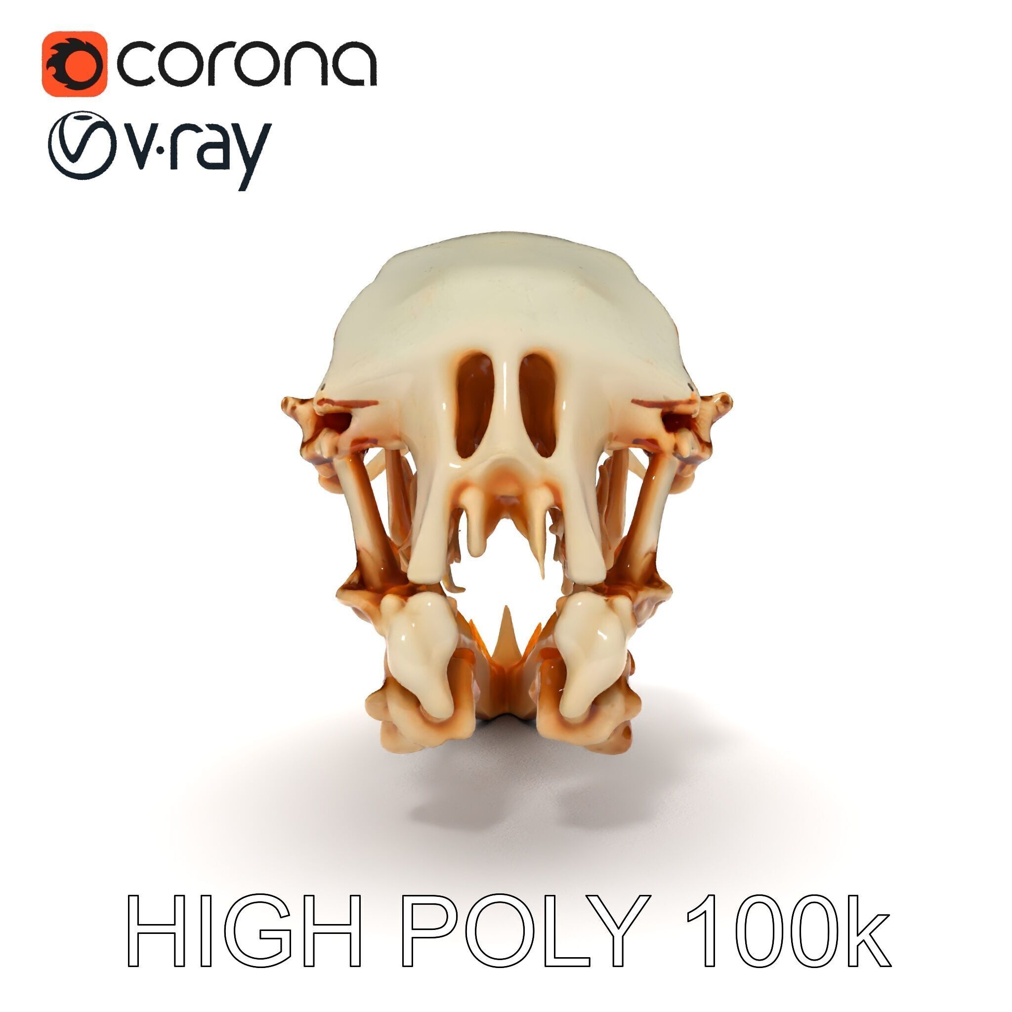 Detailed Animal Skull D Model Pack Low-poly 3D model_26