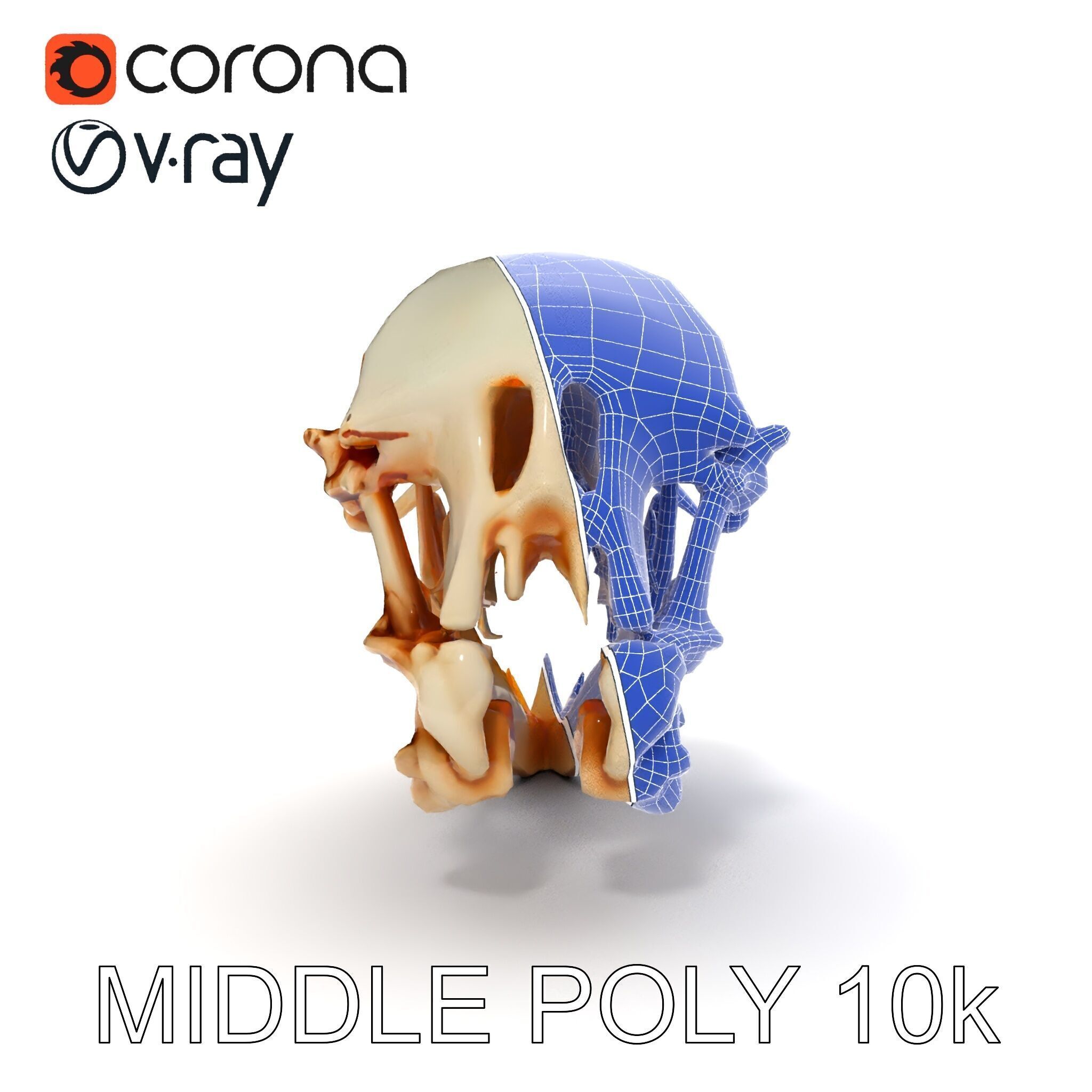 Detailed Animal Skull D Model Pack Low-poly 3D model_18