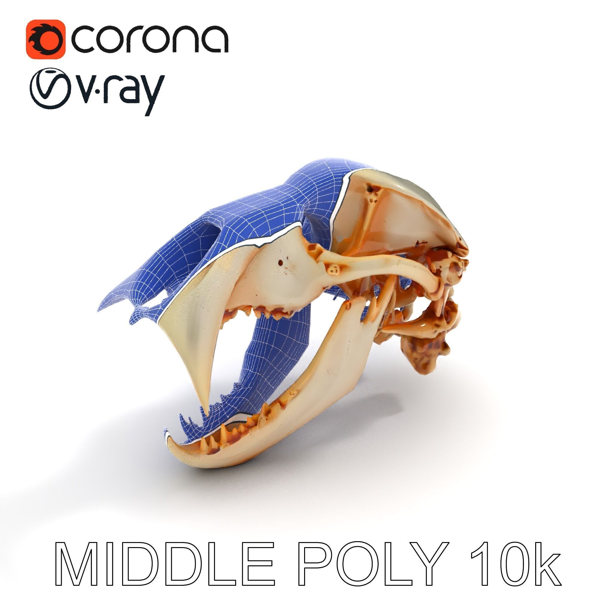 Detailed Animal Skull D Model Pack Low-poly 3D model_21