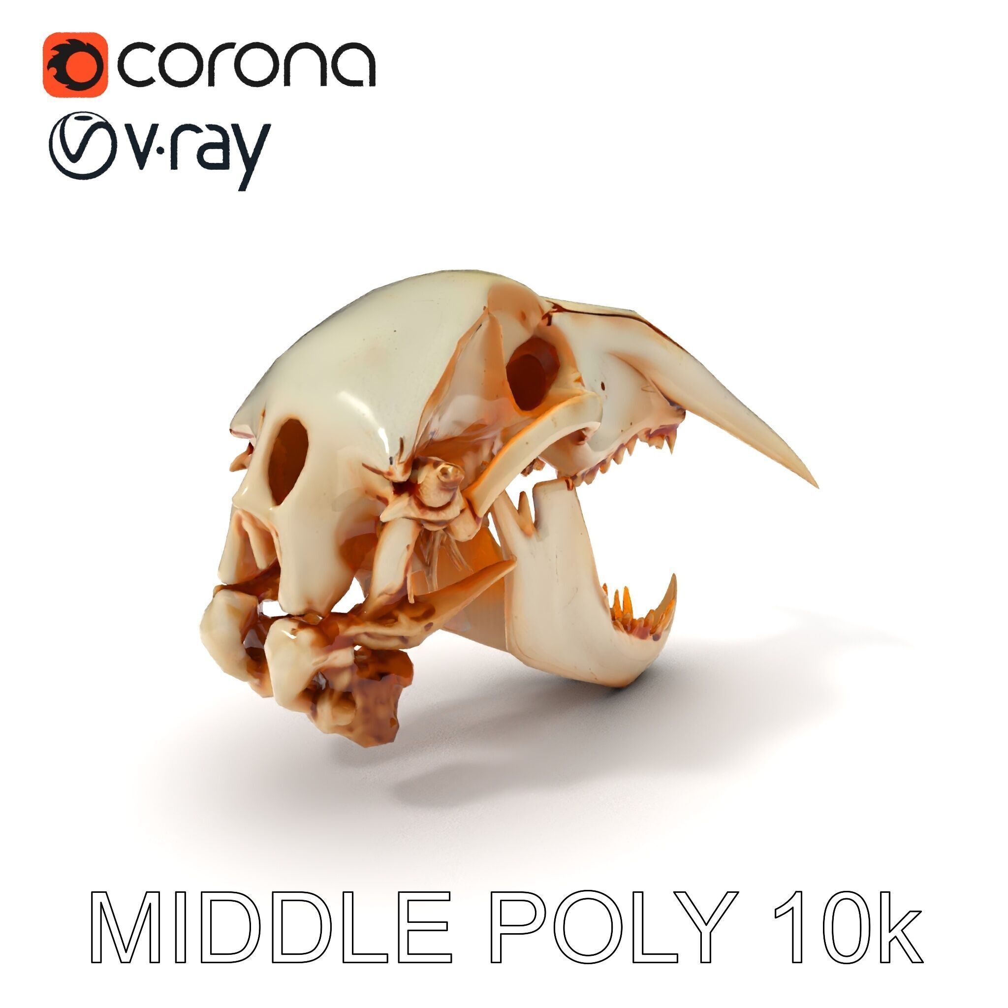 Detailed Animal Skull D Model Pack Low-poly 3D model_9