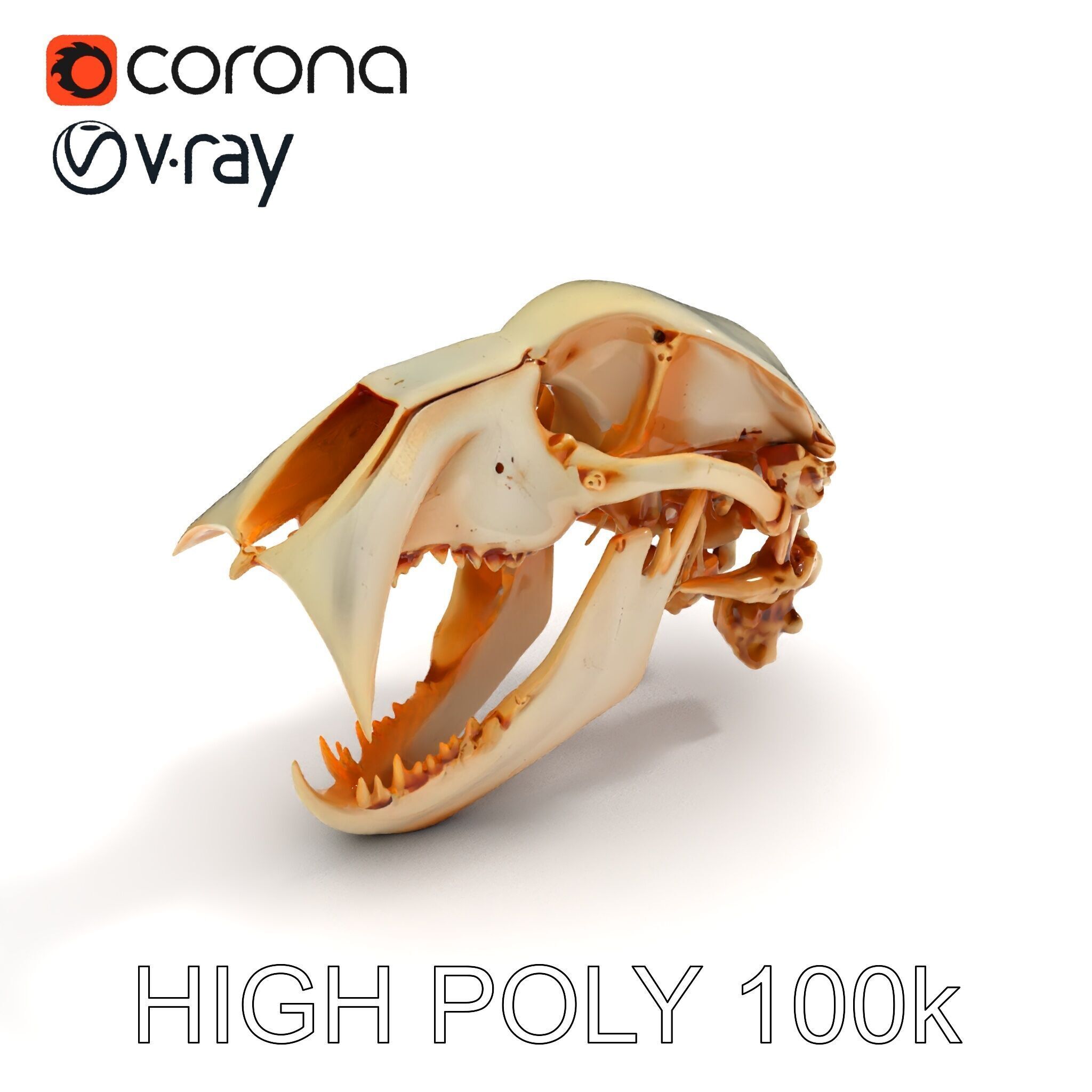 Detailed Animal Skull D Model Pack Low-poly 3D model_15