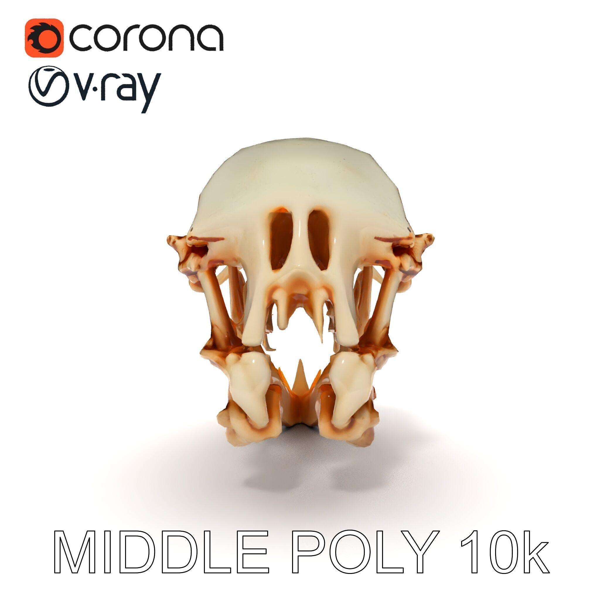 Detailed Animal Skull D Model Pack Low-poly 3D model_11