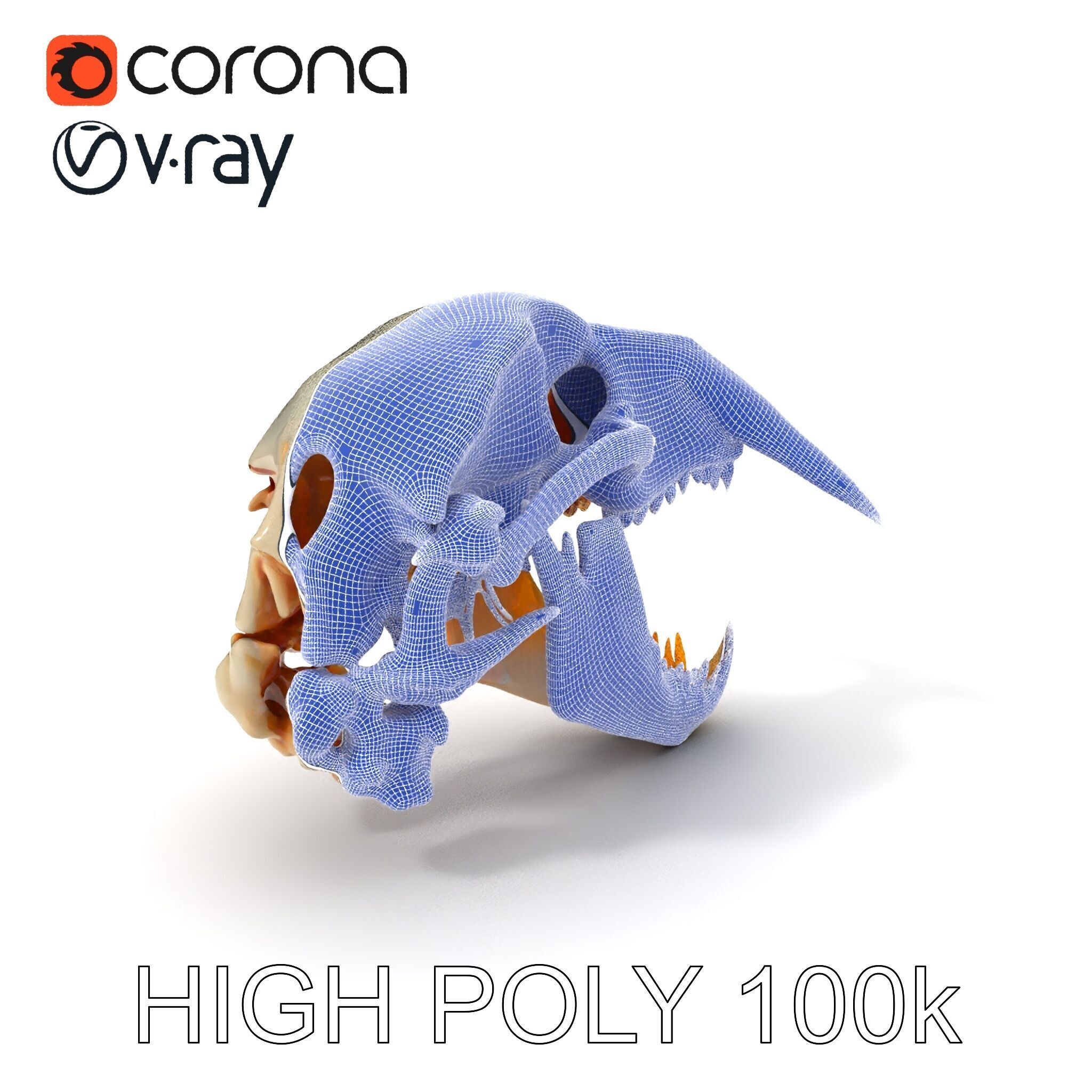 Detailed Animal Skull D Model Pack Low-poly 3D model_4