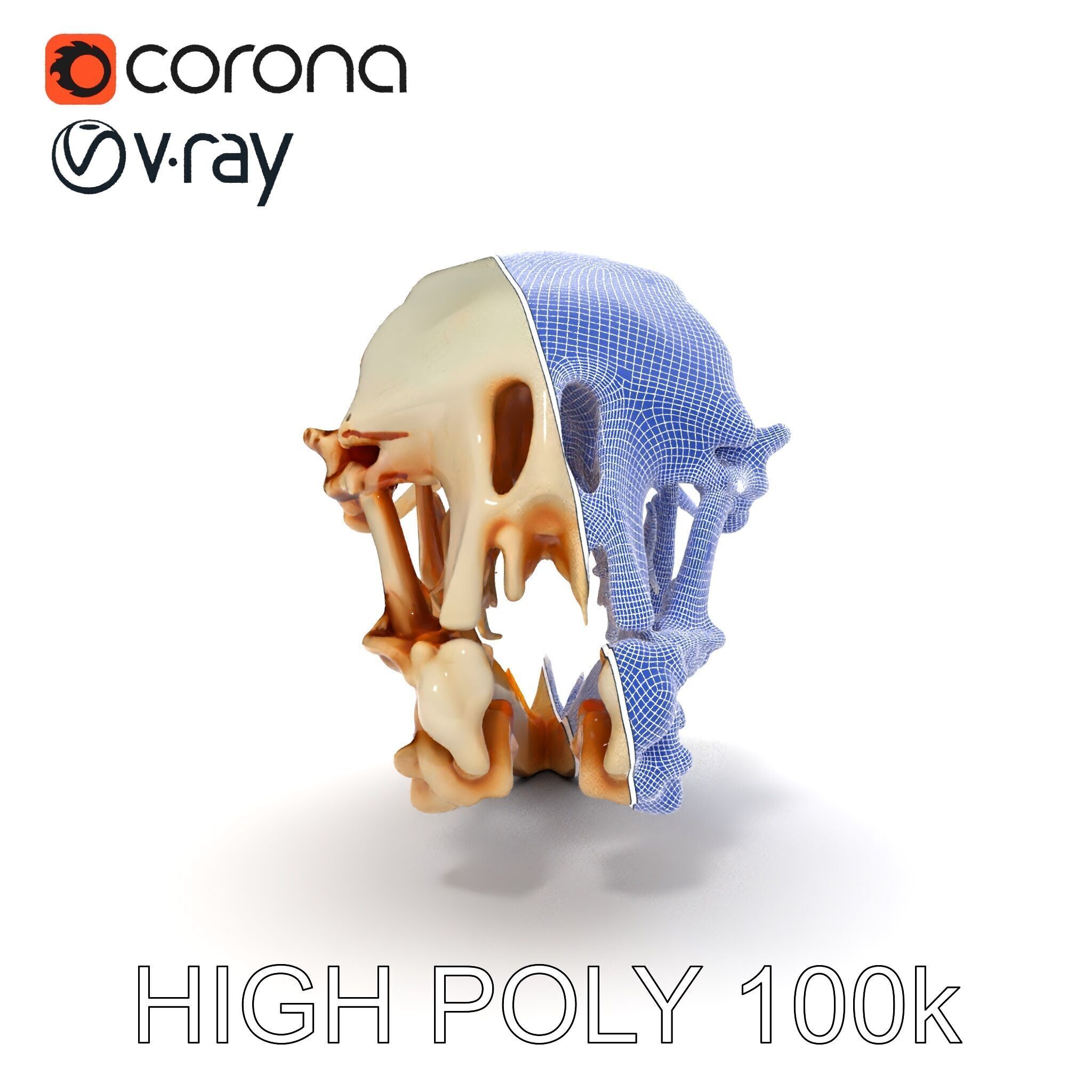 Detailed Animal Skull D Model Pack Low-poly 3D model_20