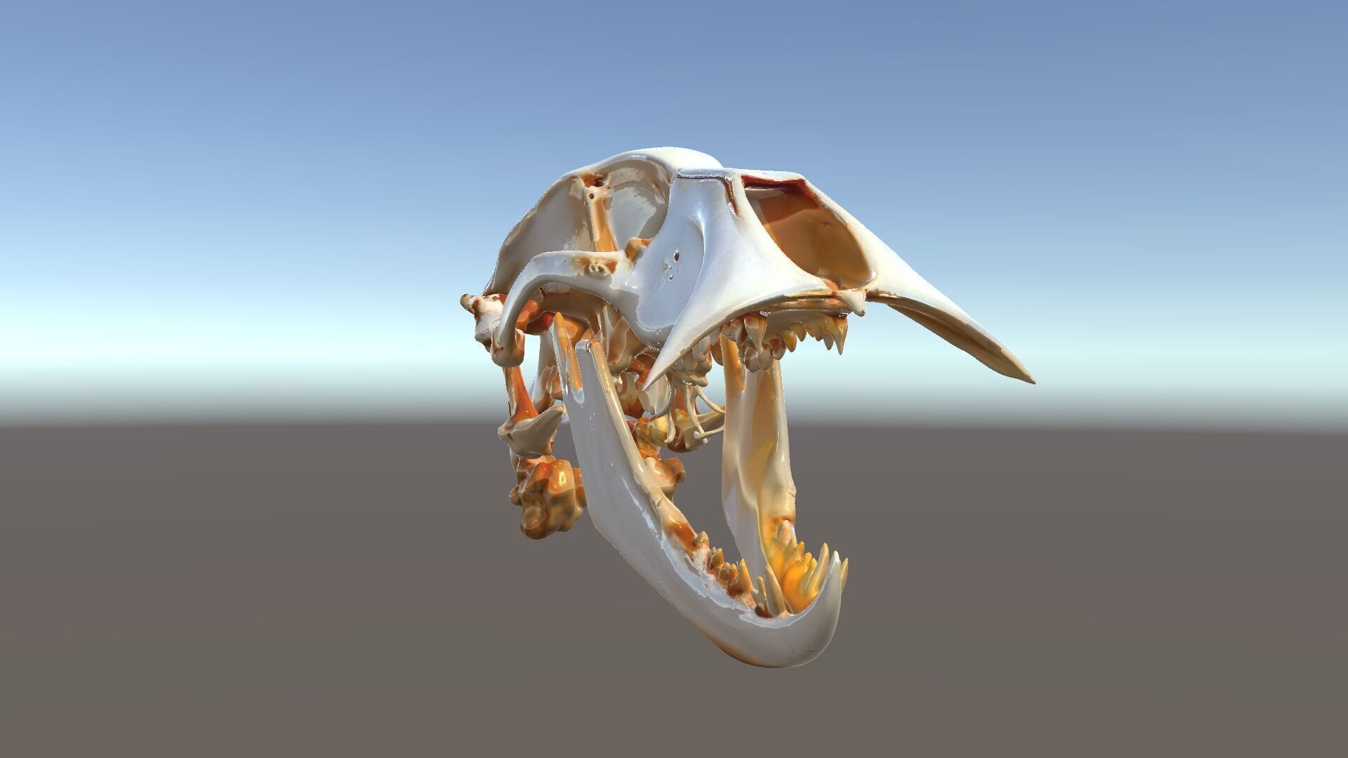 Detailed Animal Skull D Model Pack Low-poly 3D model_5