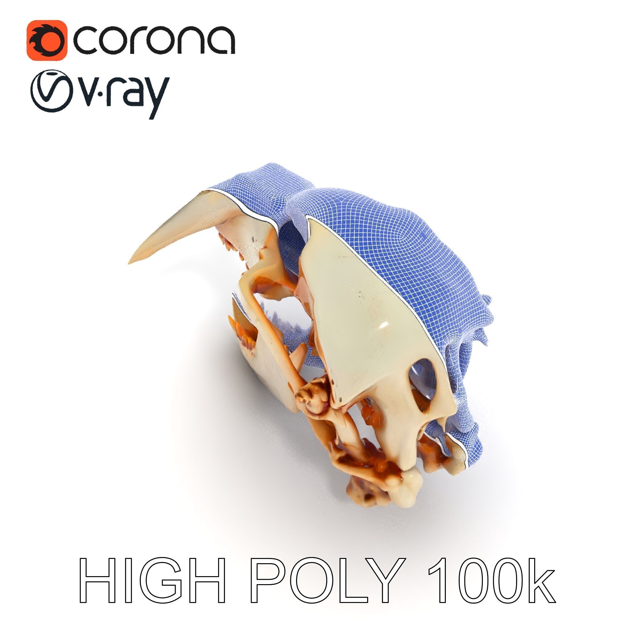 Detailed Animal Skull D Model Pack Low-poly 3D model_34