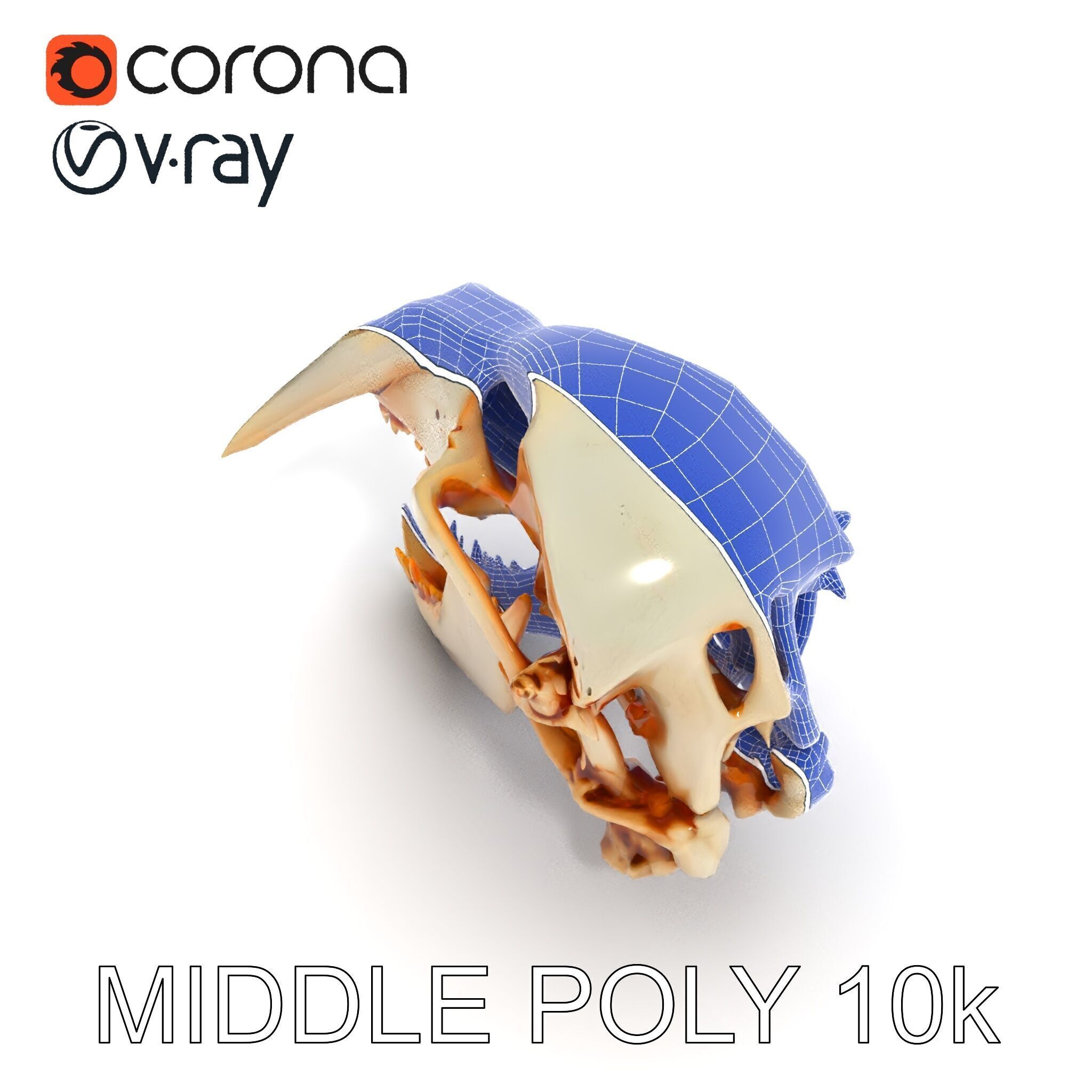 Detailed Animal Skull D Model Pack Low-poly 3D model_29