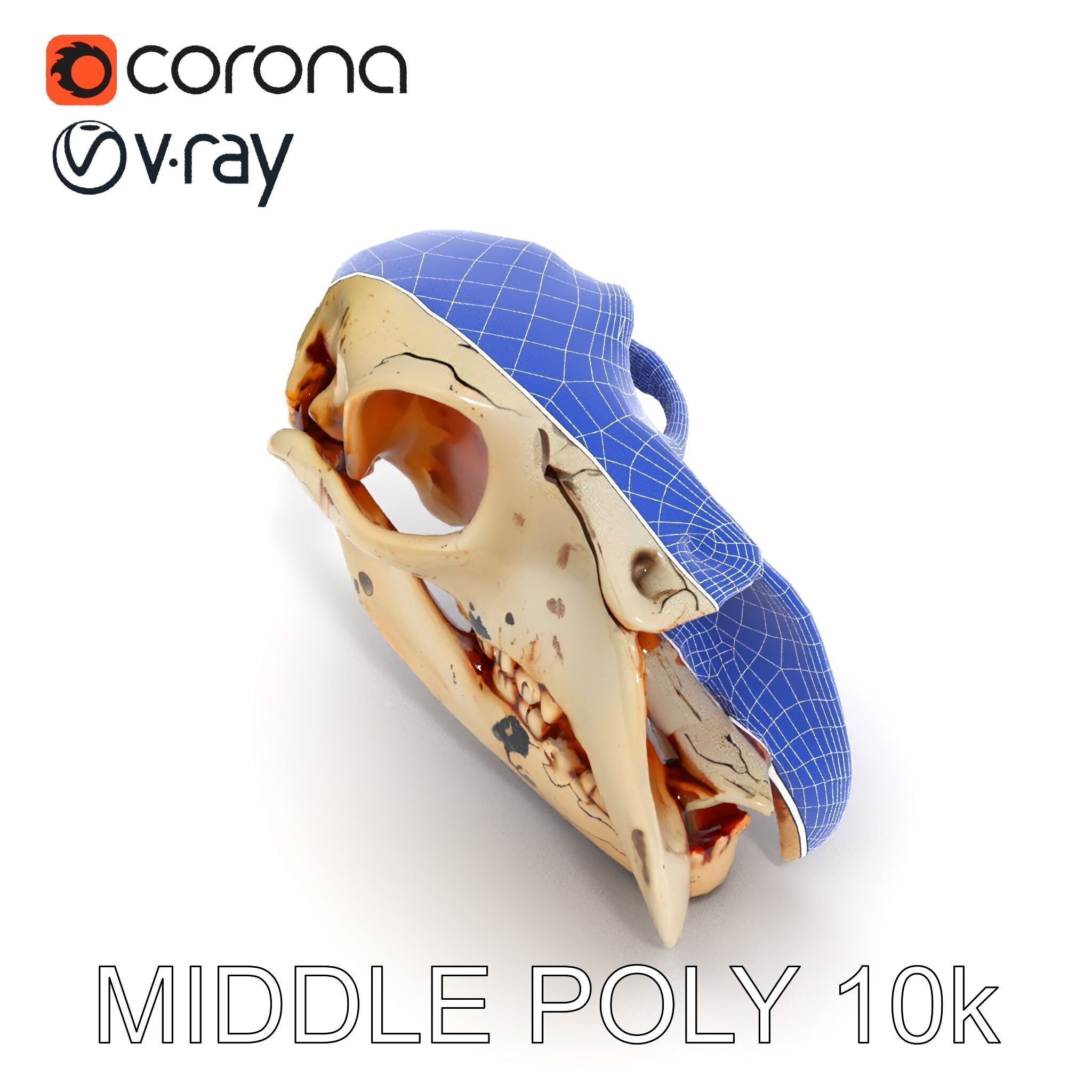 Animal Skull Model Pack with High Detail and PBR Textures Low-poly 3D model_8