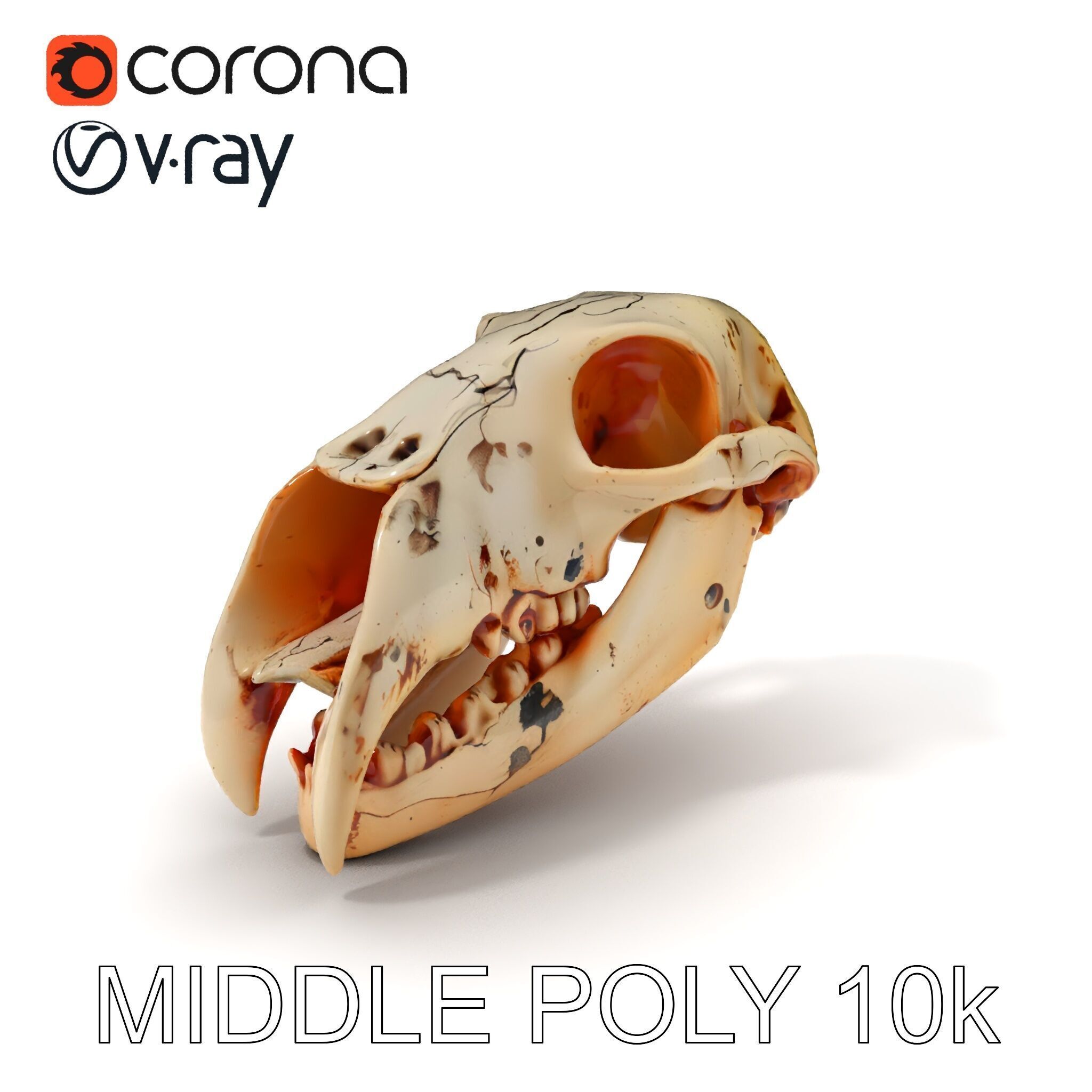 Animal Skull Model Pack with High Detail and PBR Textures Low-poly 3D model_29